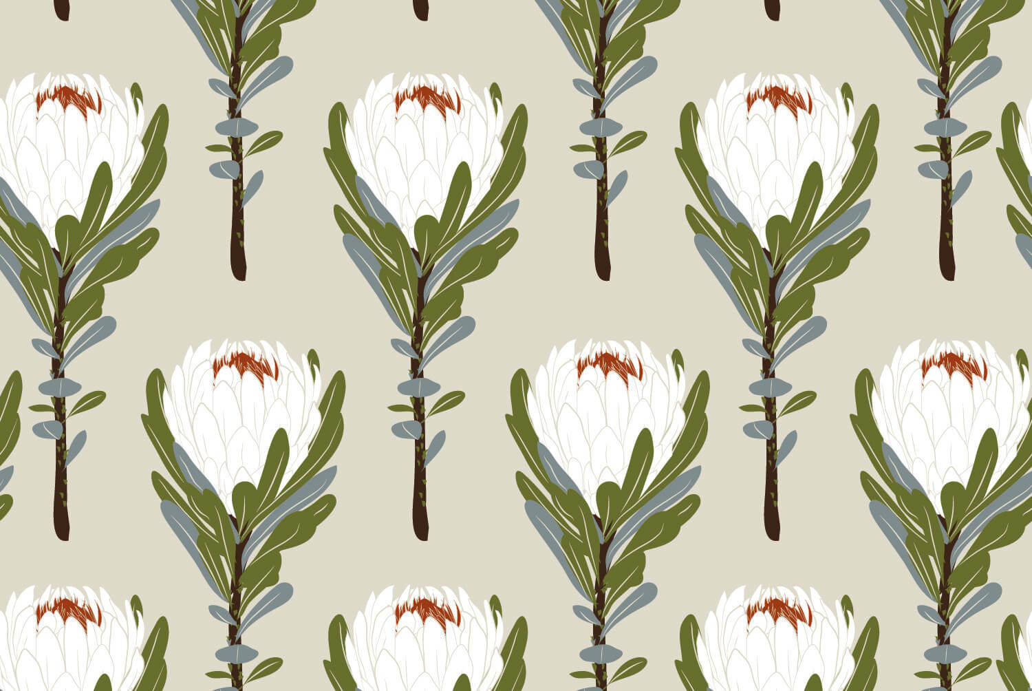 Banksia Blanc