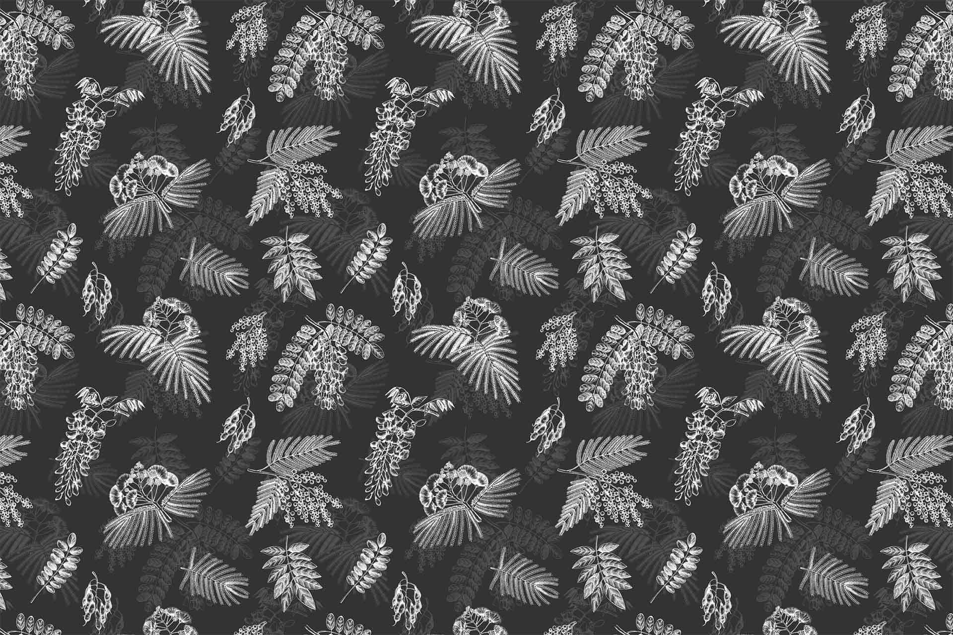 Acacia