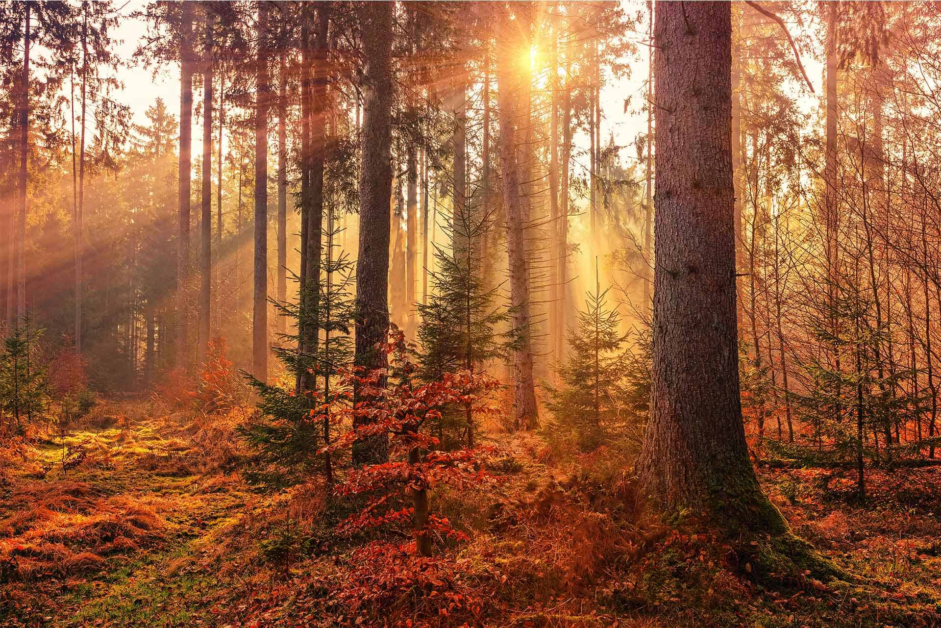 Autumn Sun