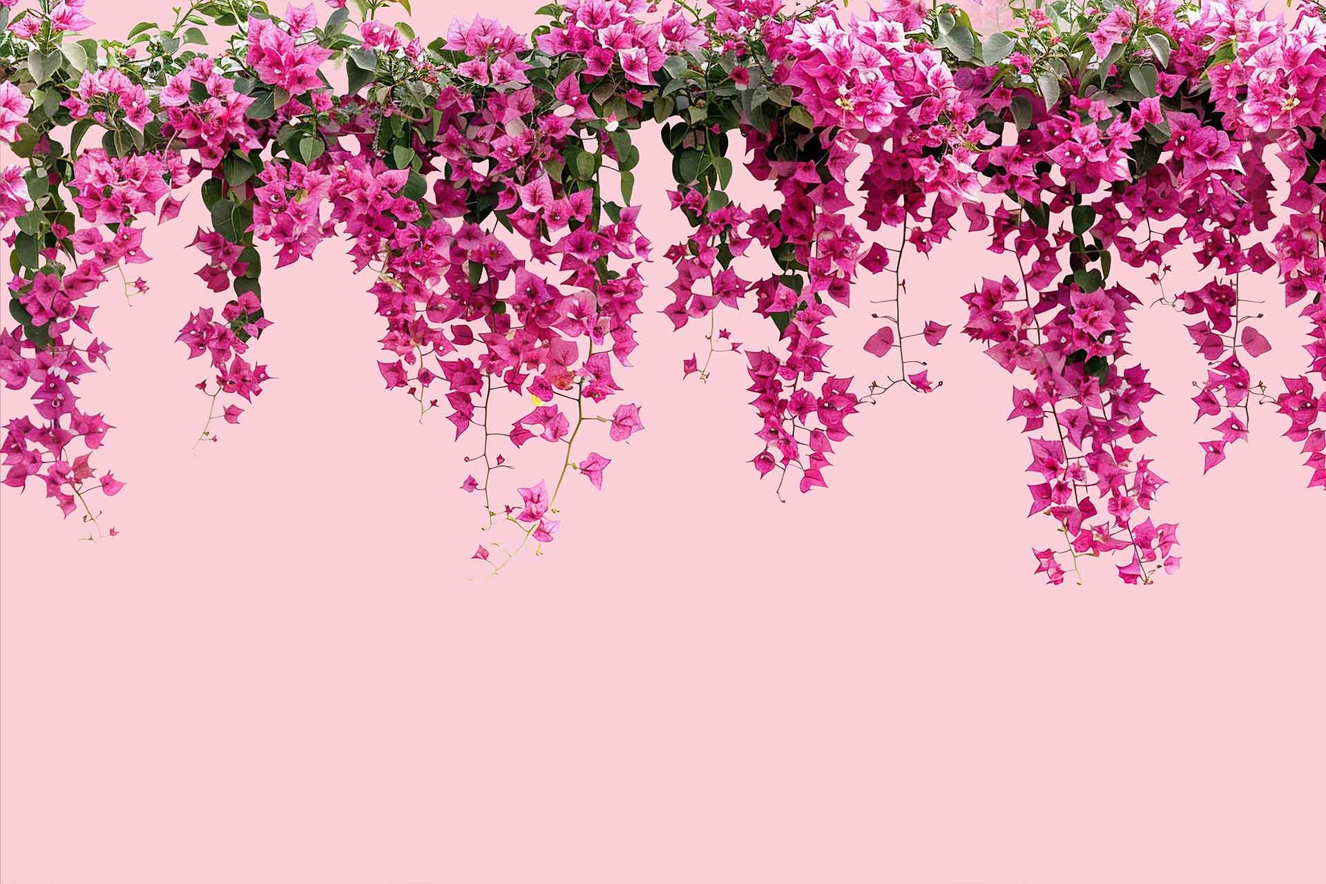 Bougainvillea Cascade