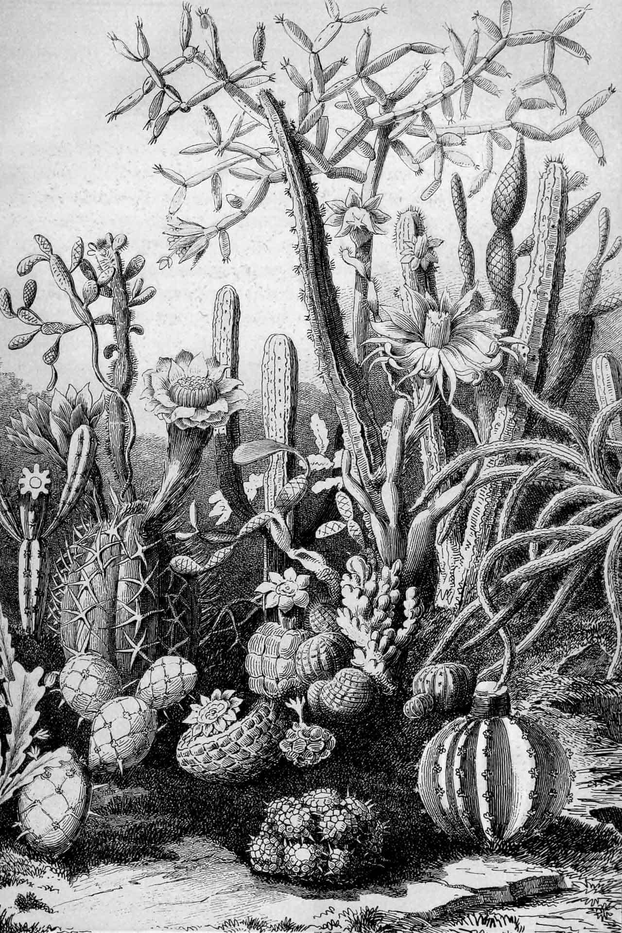 Cactus Garden