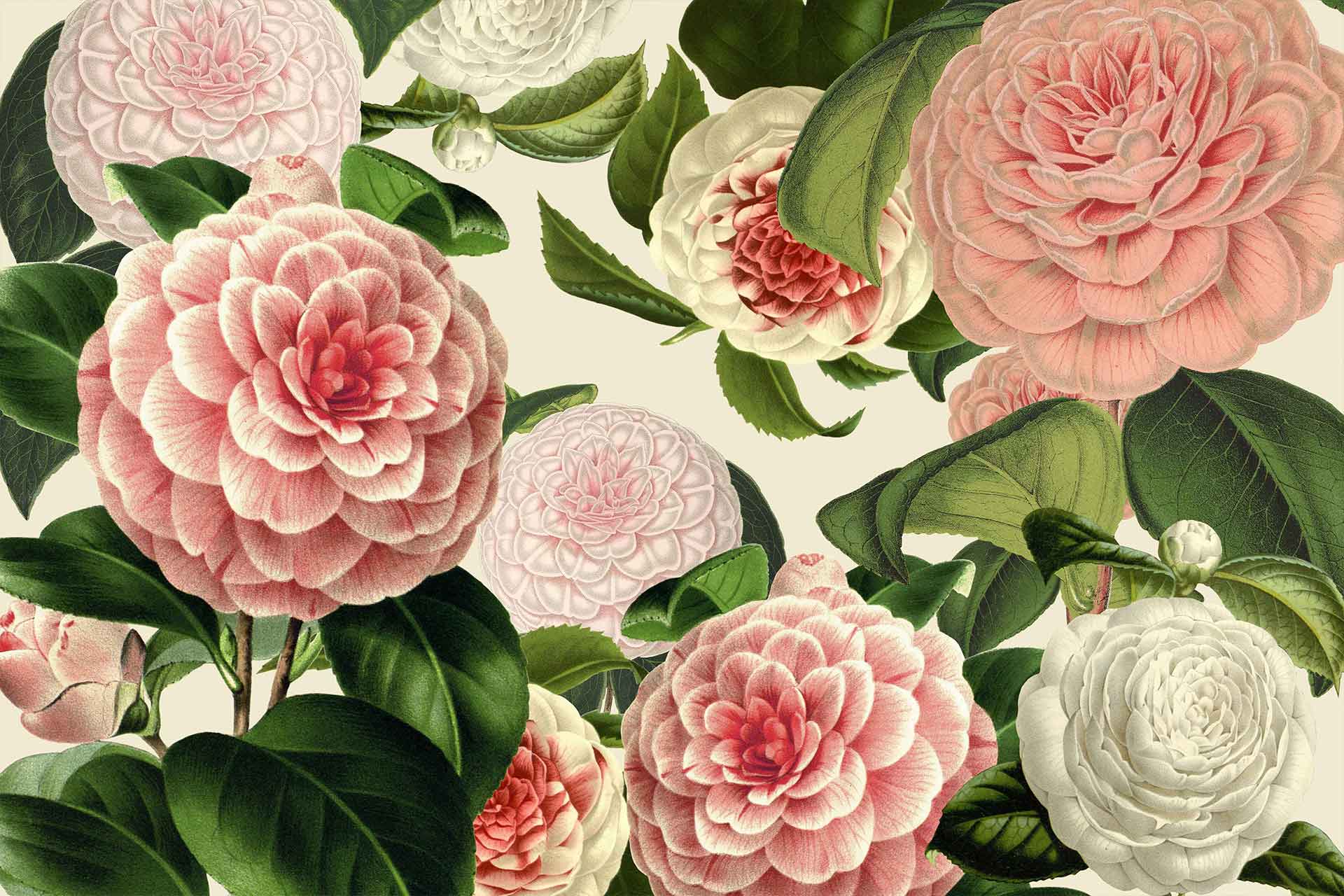 Camellia