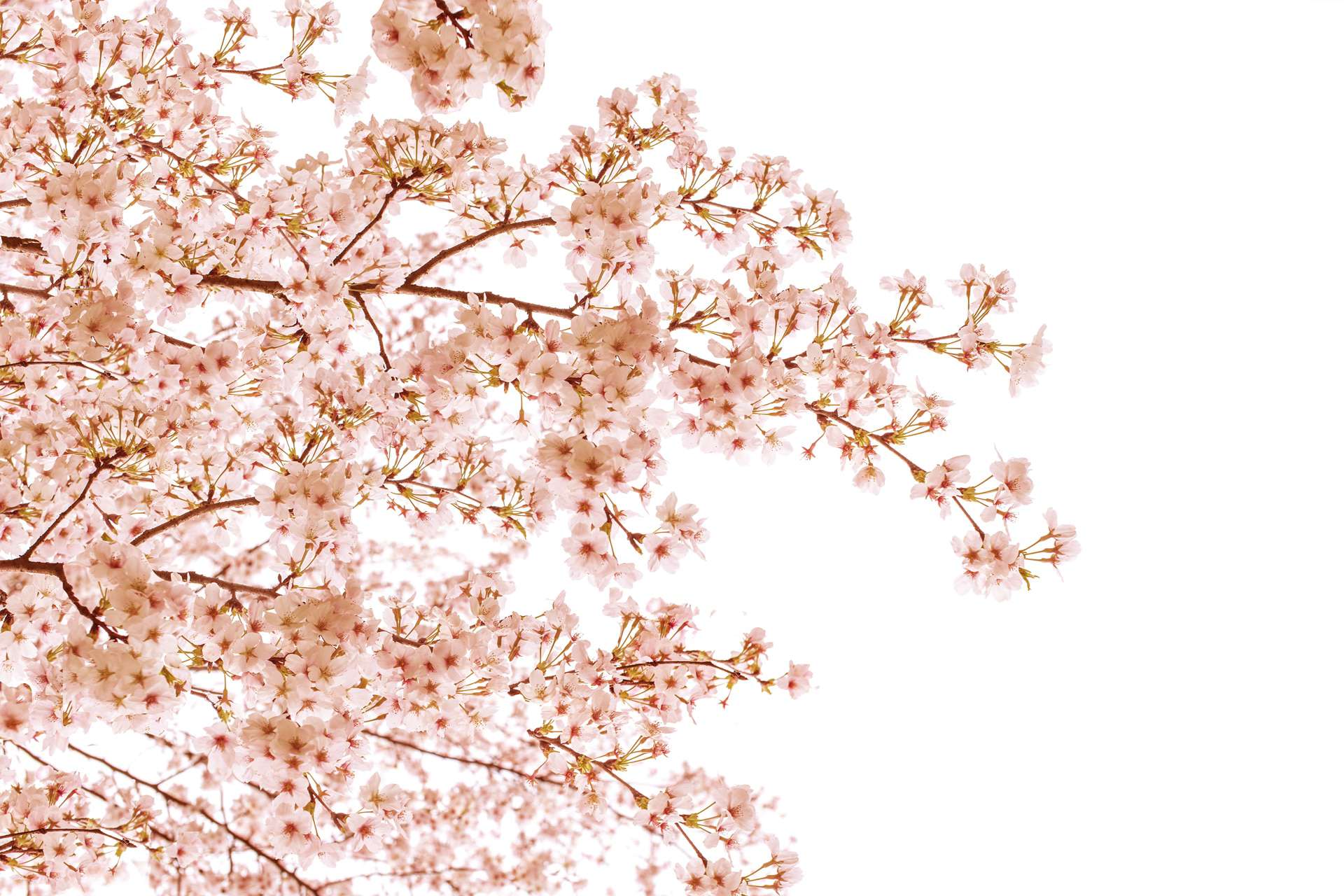 Cherry Tree