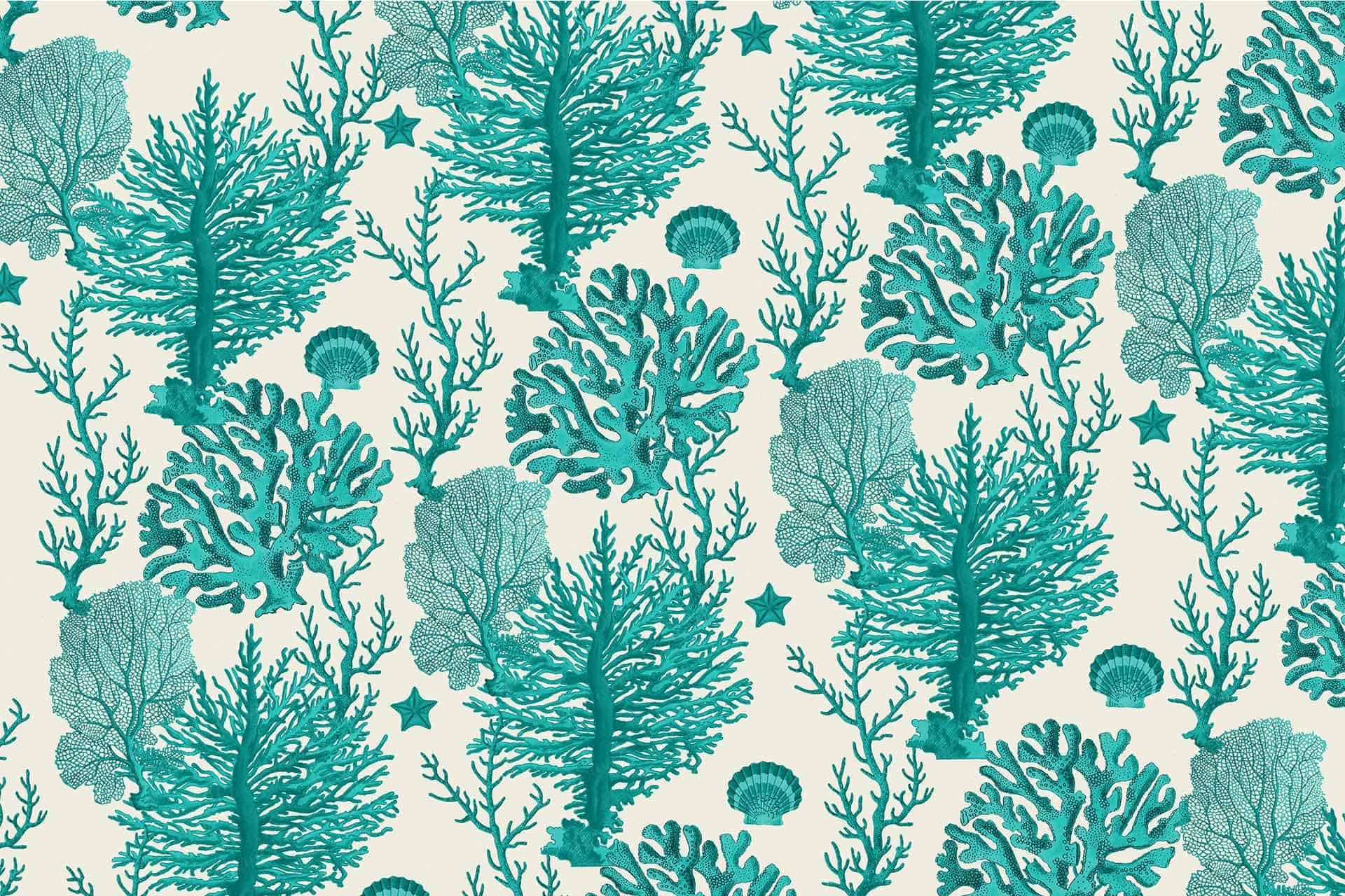 Coral C