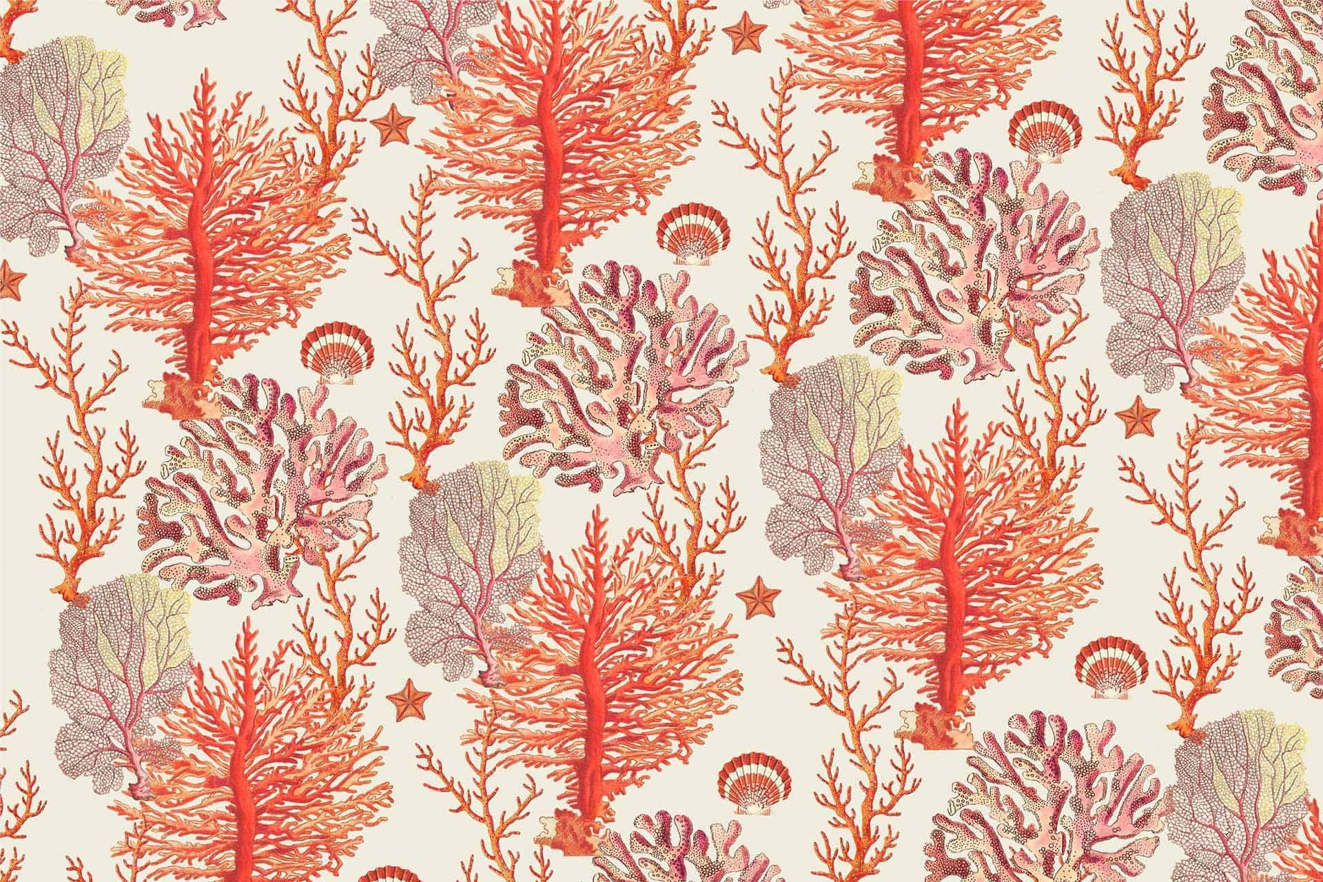 Coral C