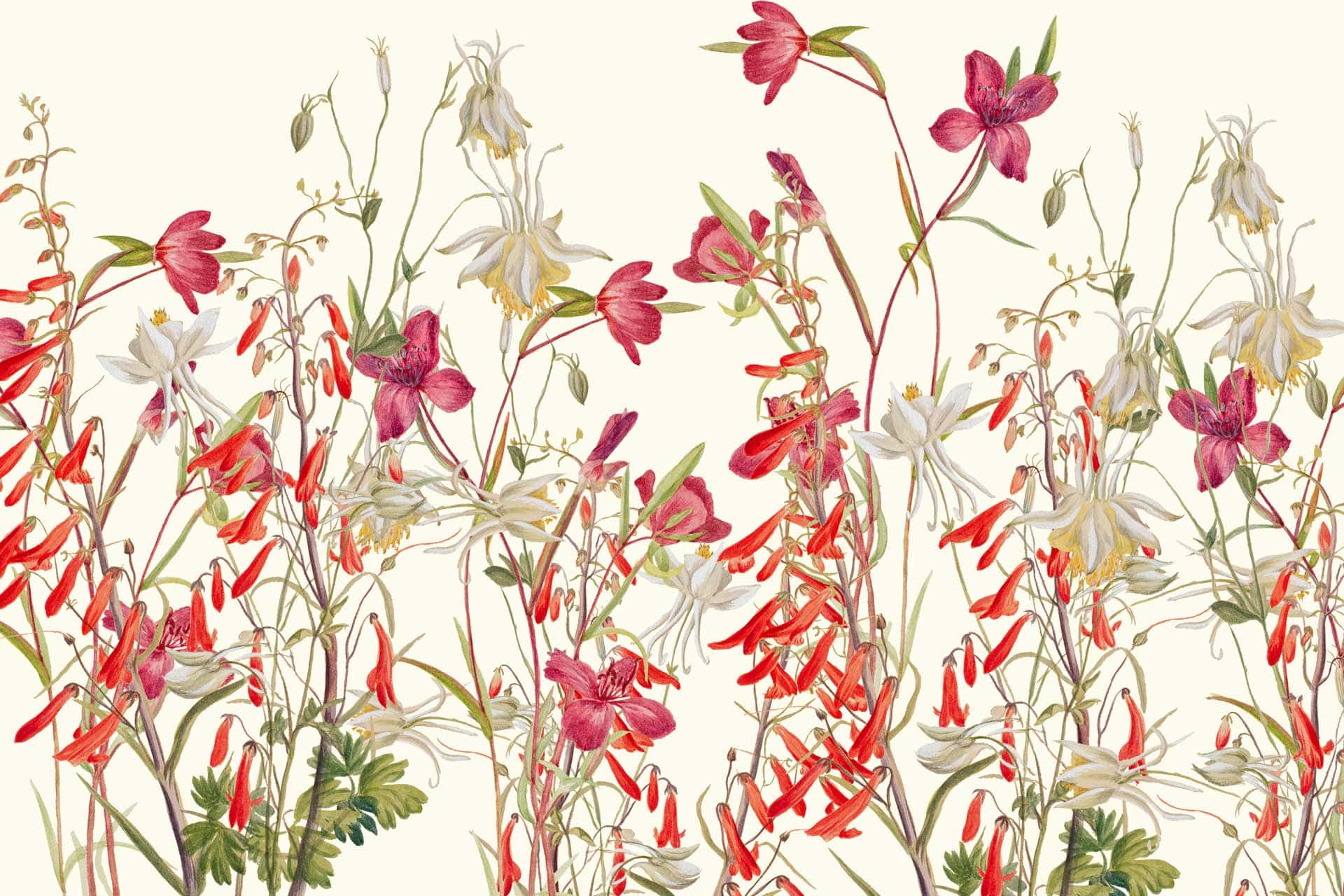 English Meadow