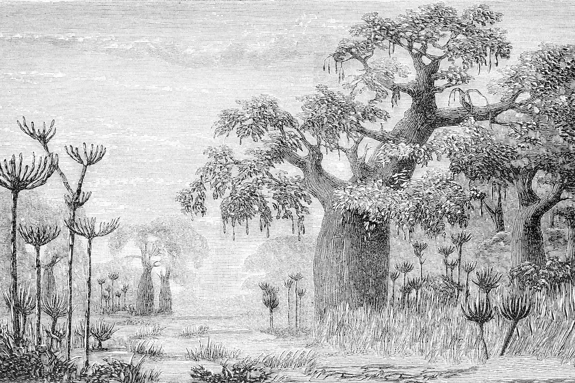 Joshua Baobab