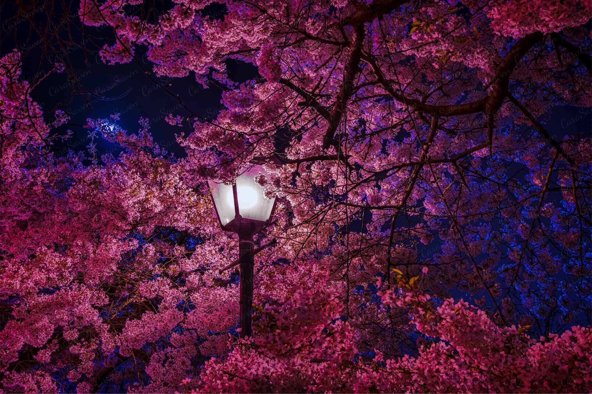 Lamp Light