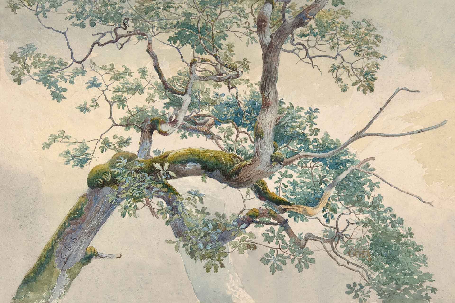 On a Limb