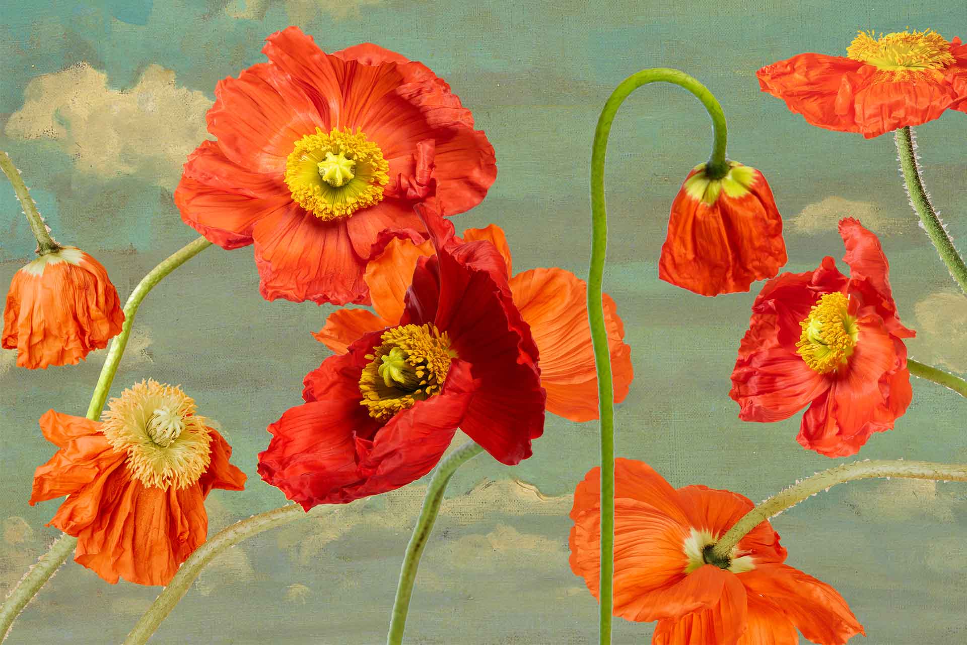 Poppy Skies