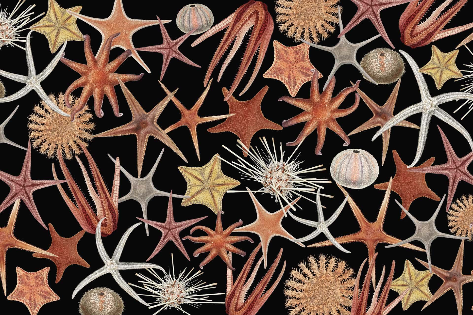 Starfish