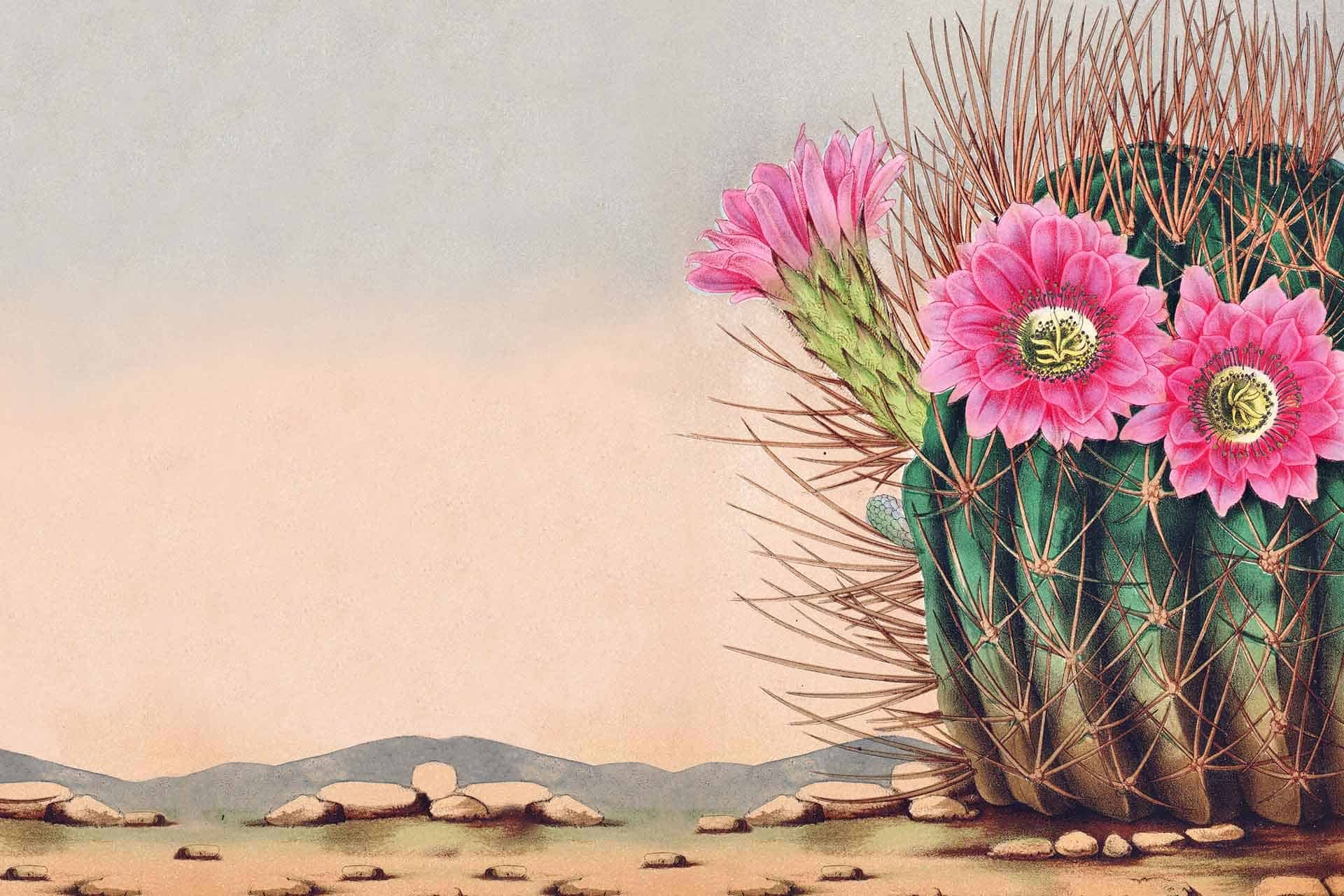 The Desert
