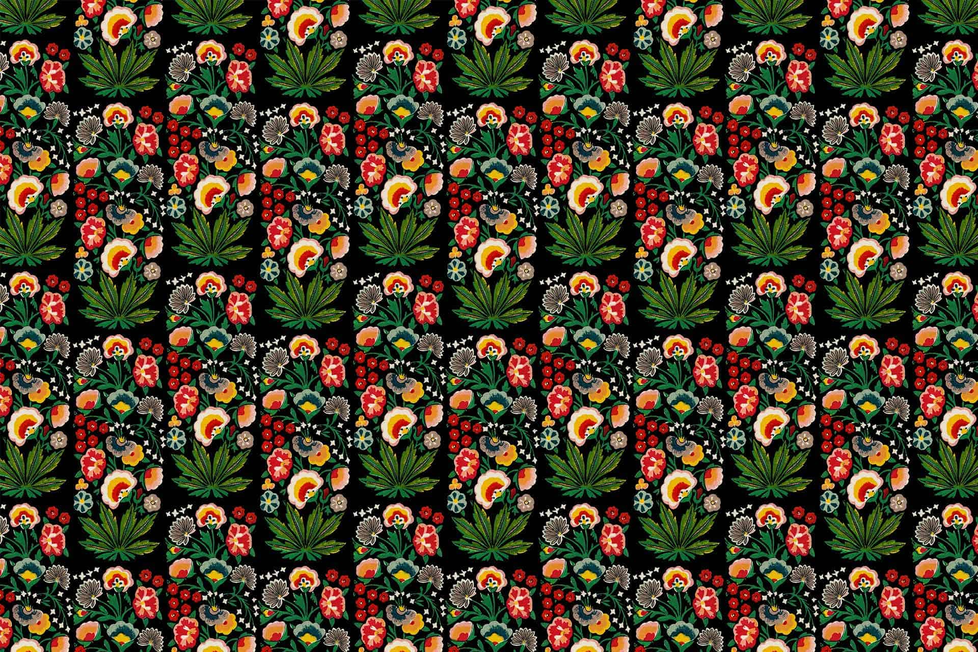 The Wonder Plant
