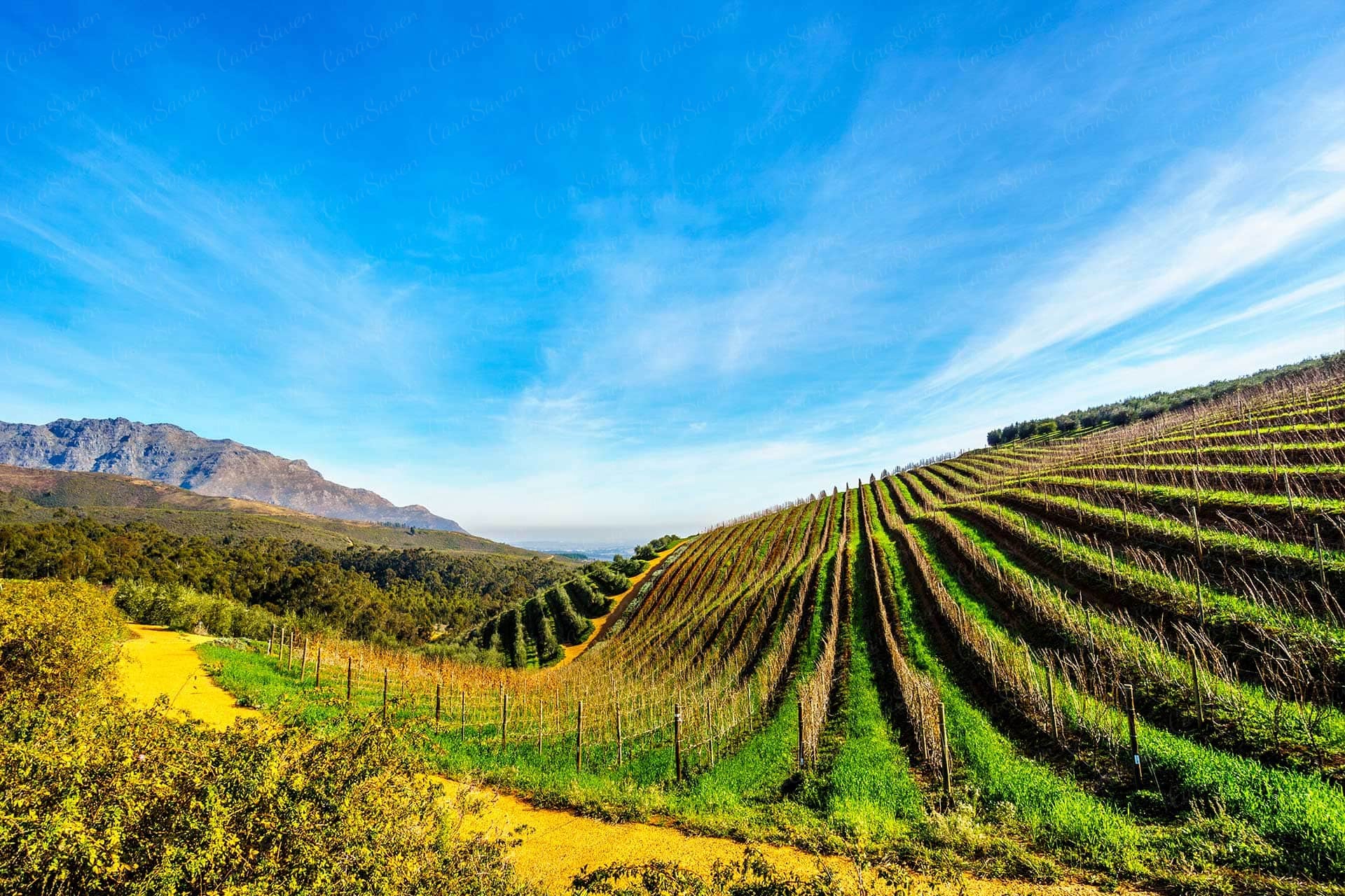 Wineland