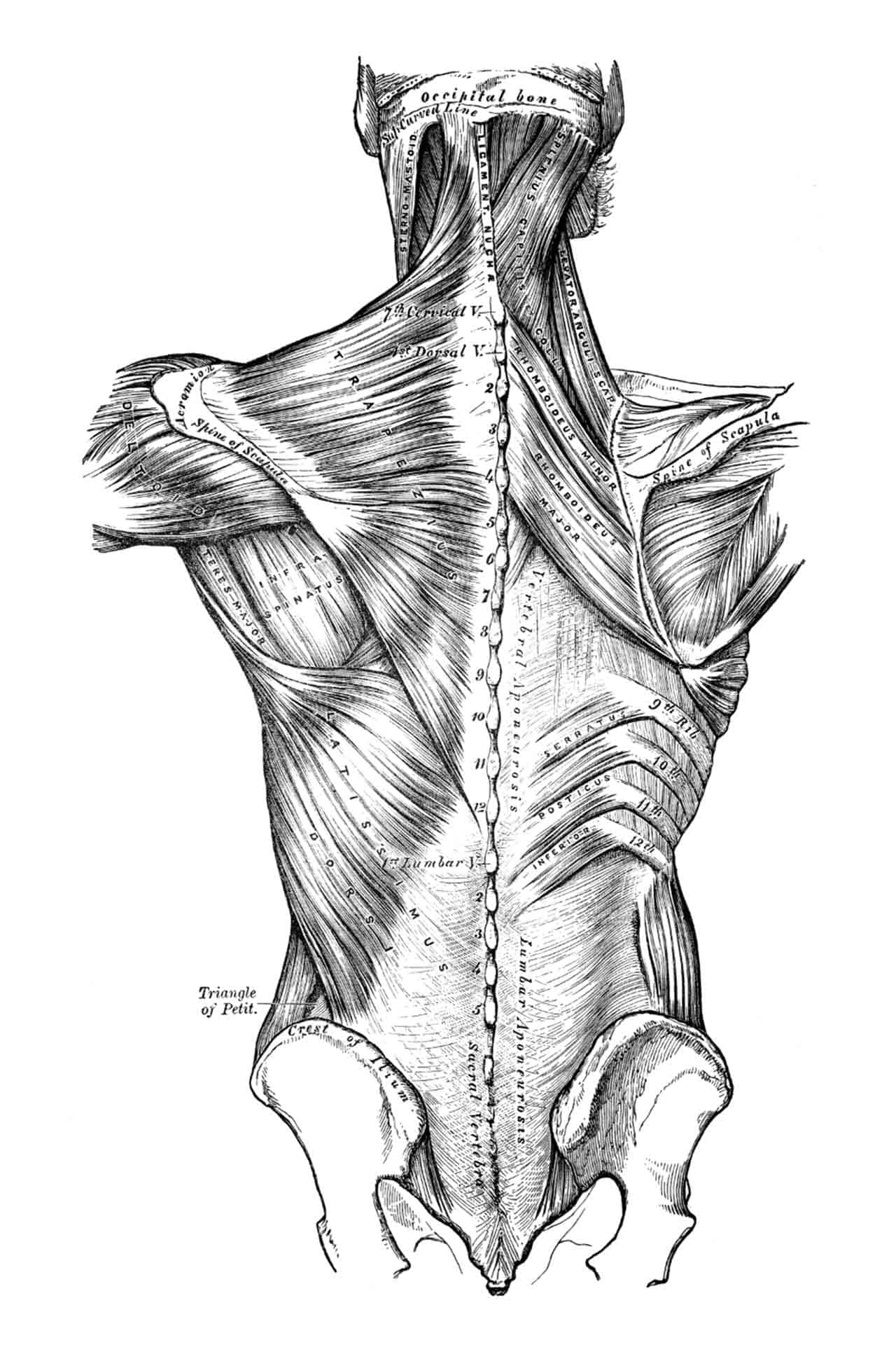Anatomy