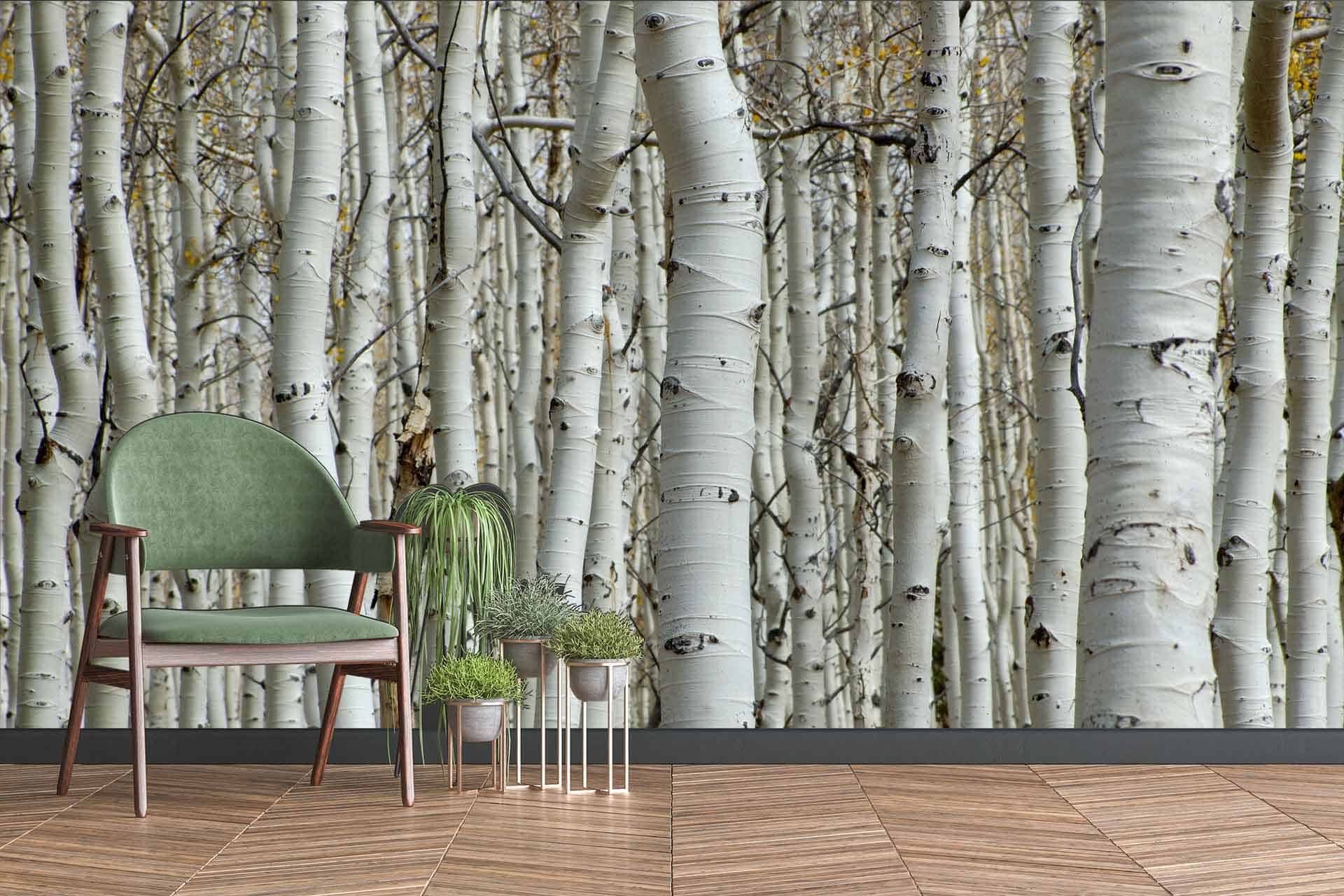 Aspen Trees