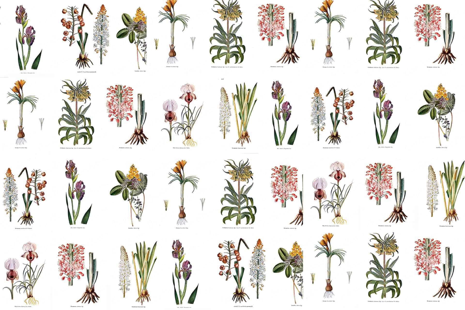 Botanists Wall