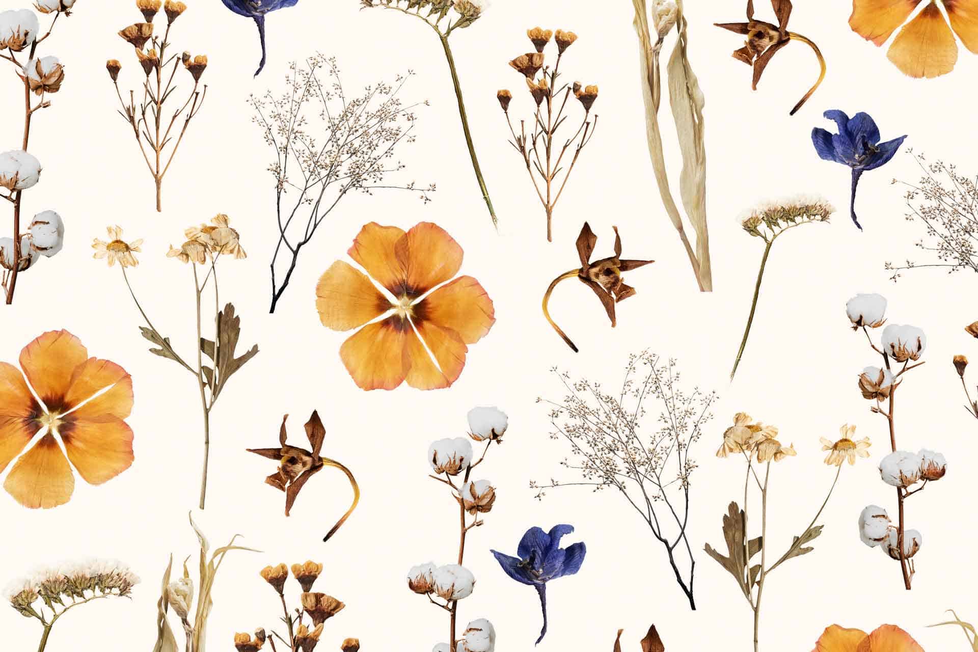 Dried Flowers