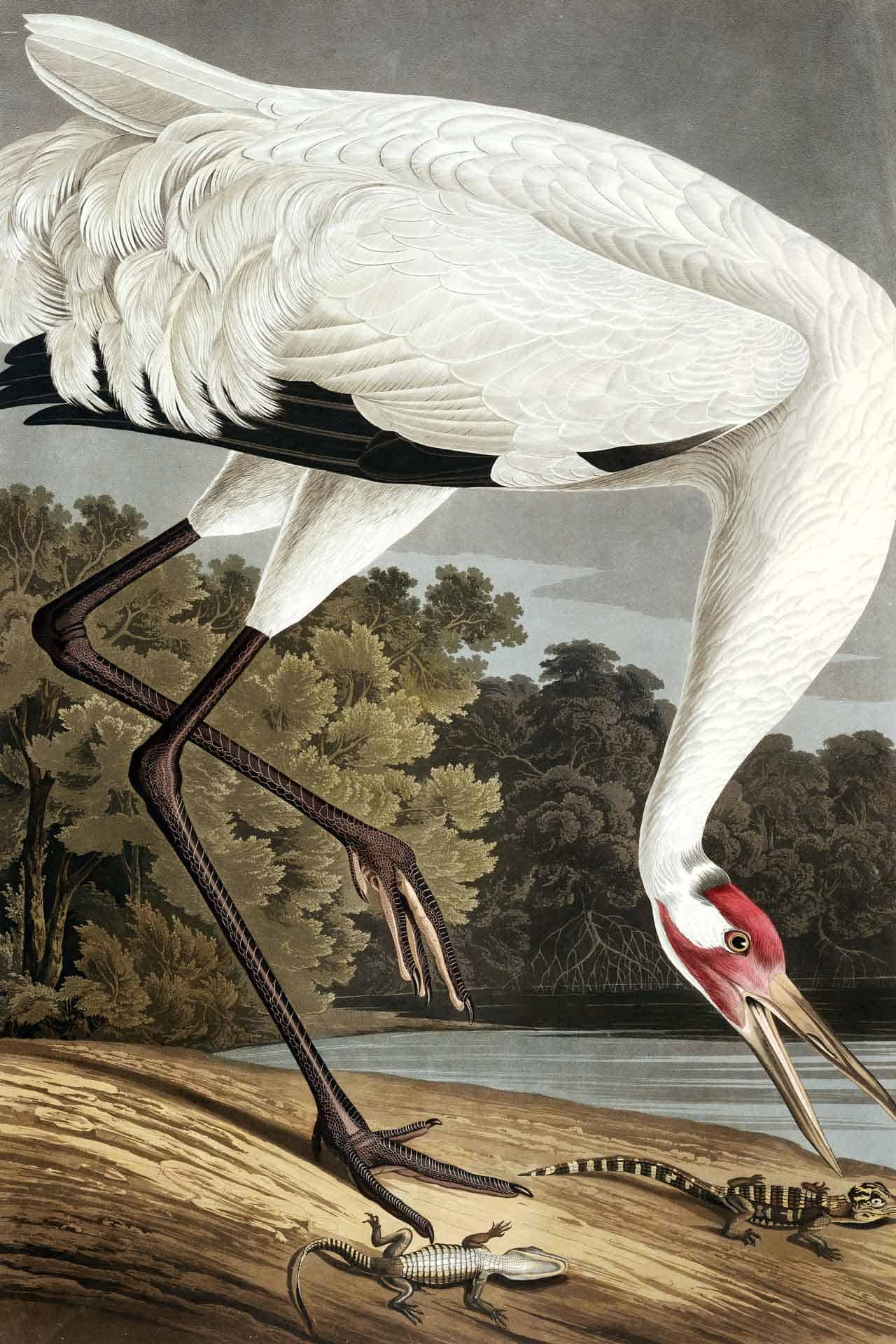 Hooping Crane