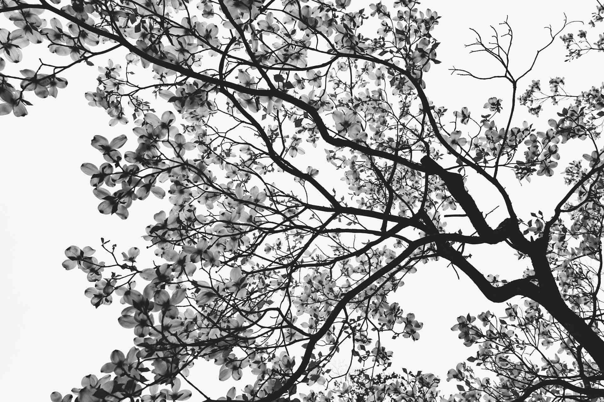 Look Above