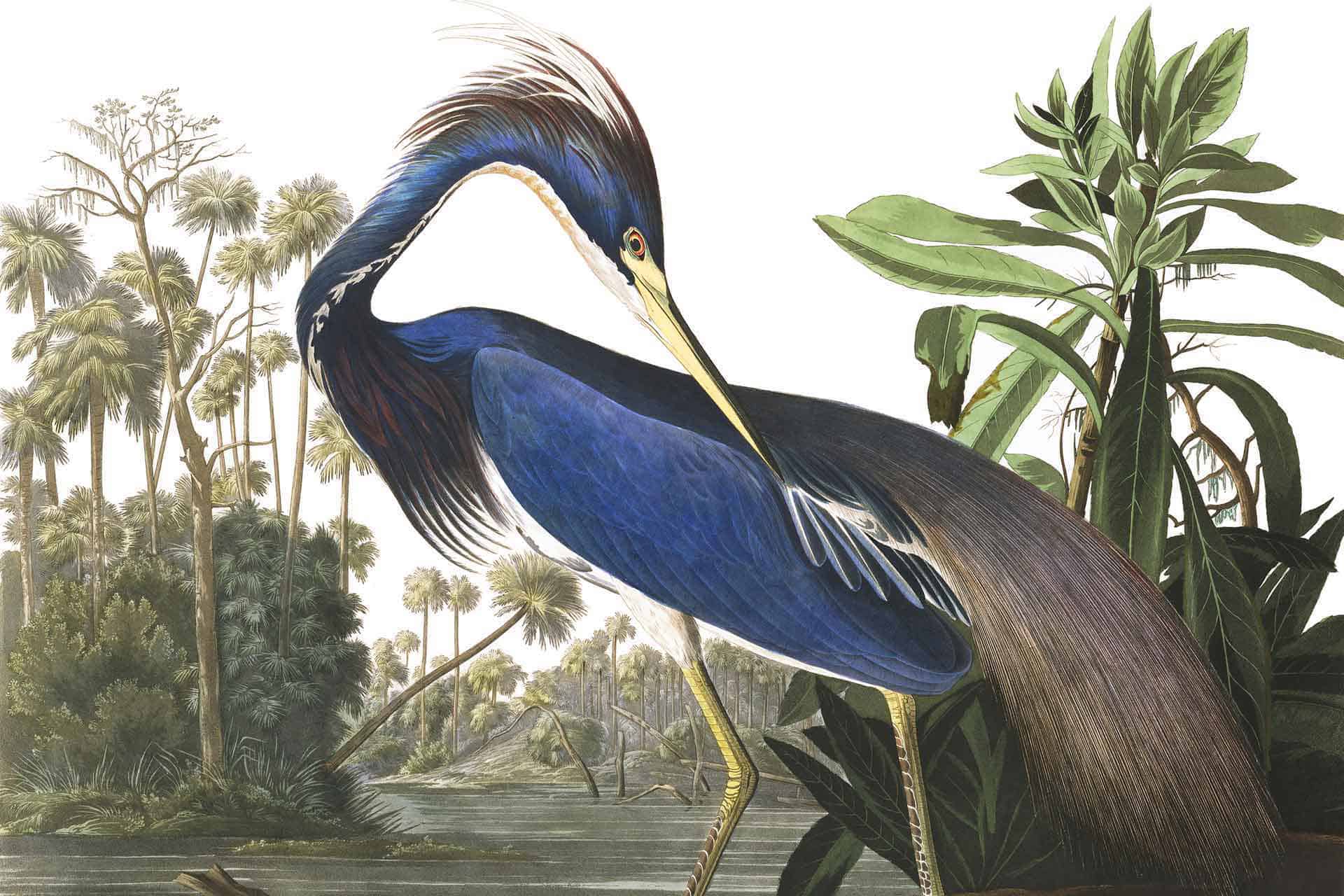 Louisiana Heron