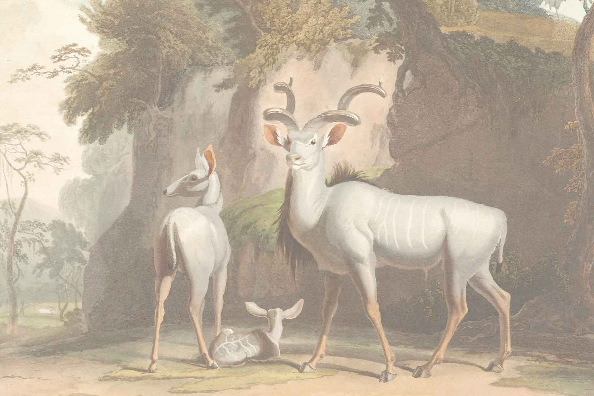 Newborn