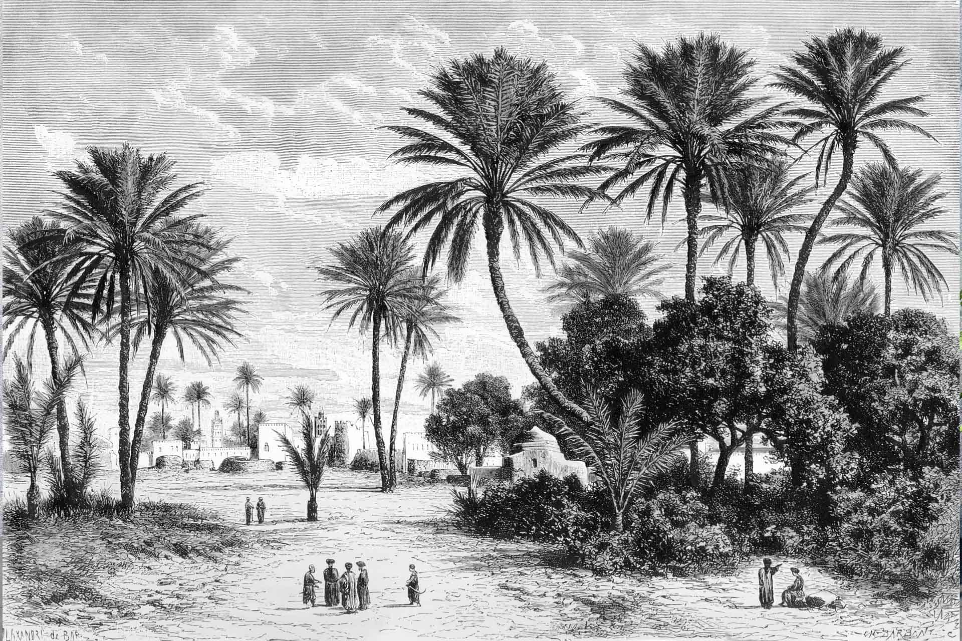 Oasis in Tunis