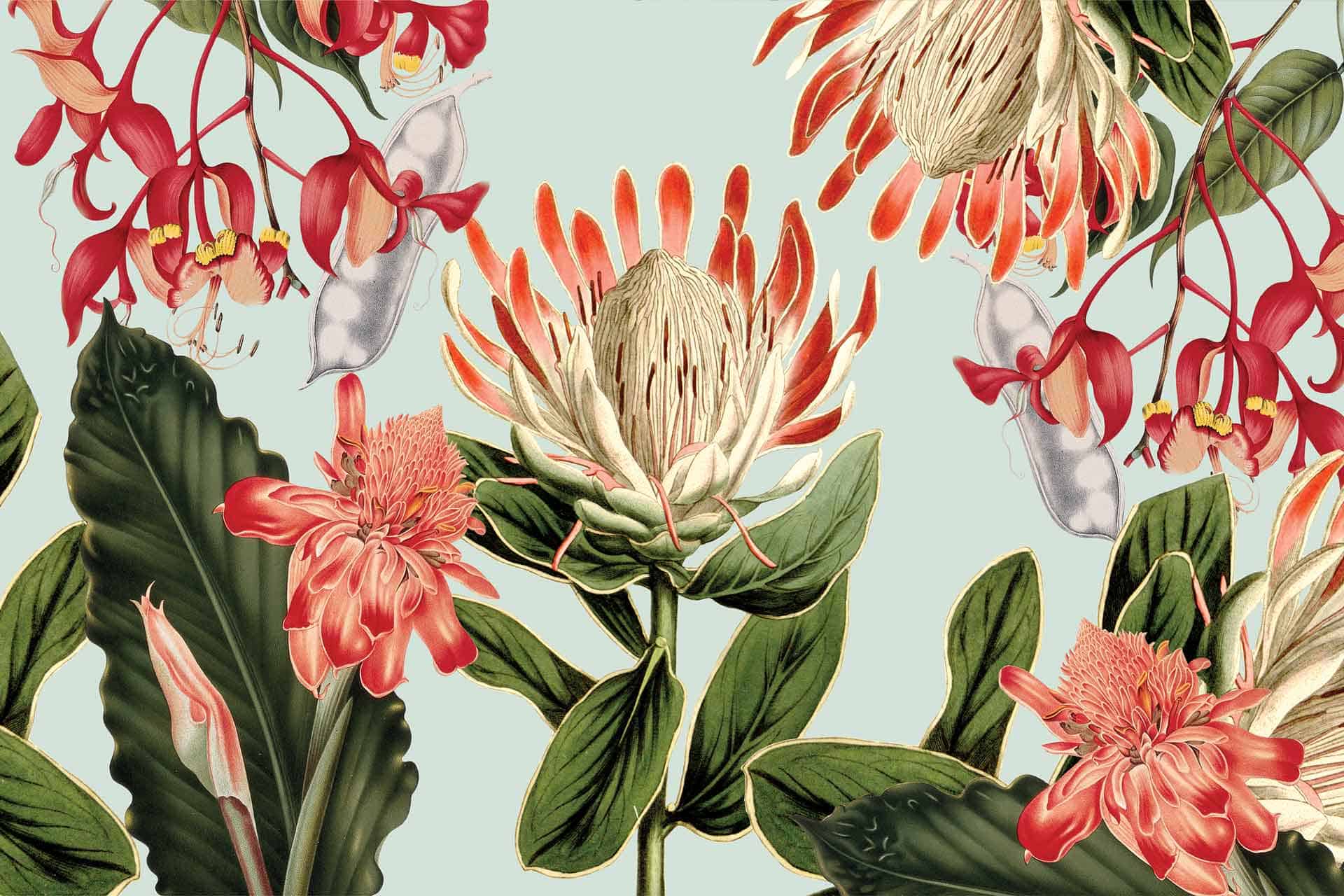 Protea and Co