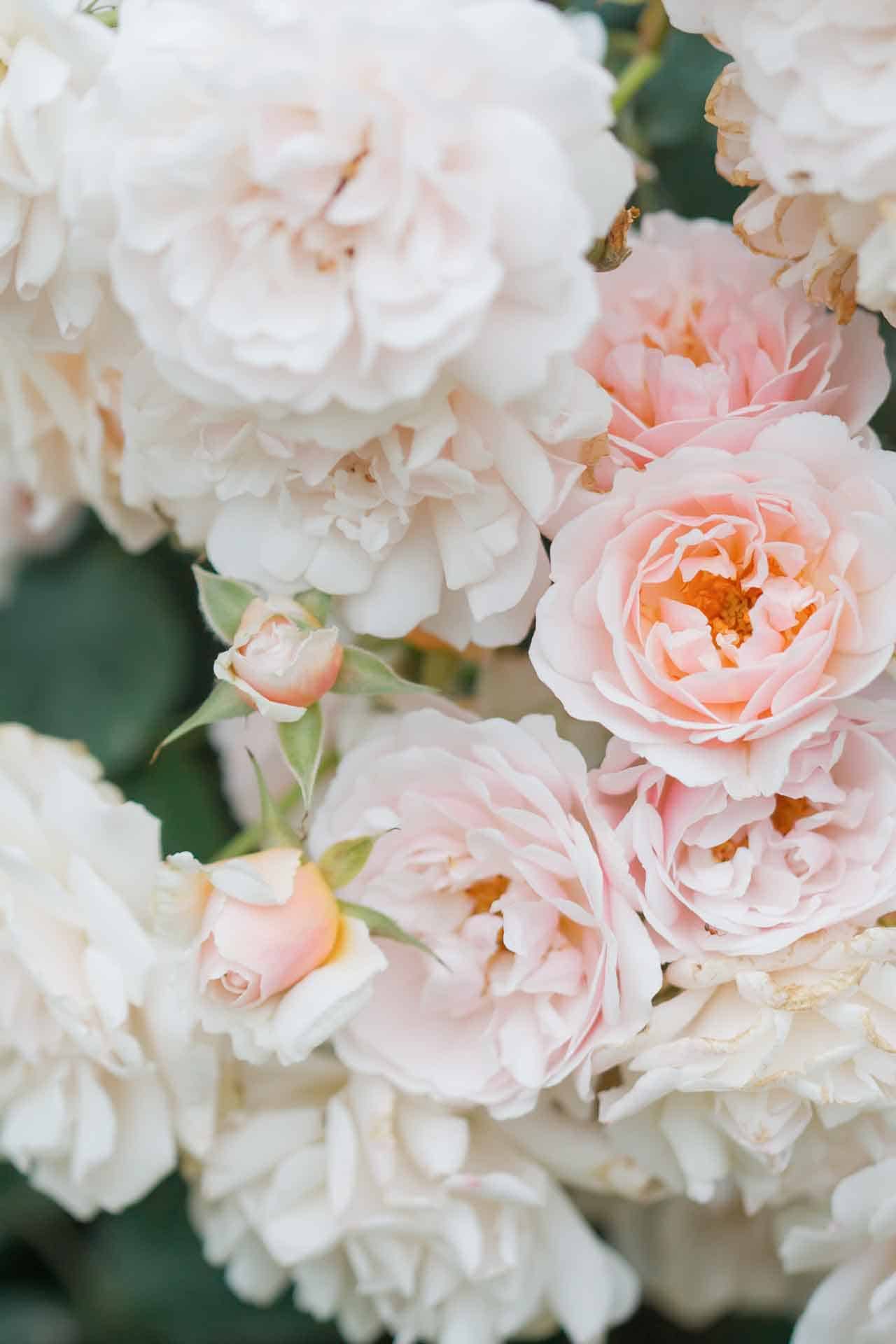 Rose Garden