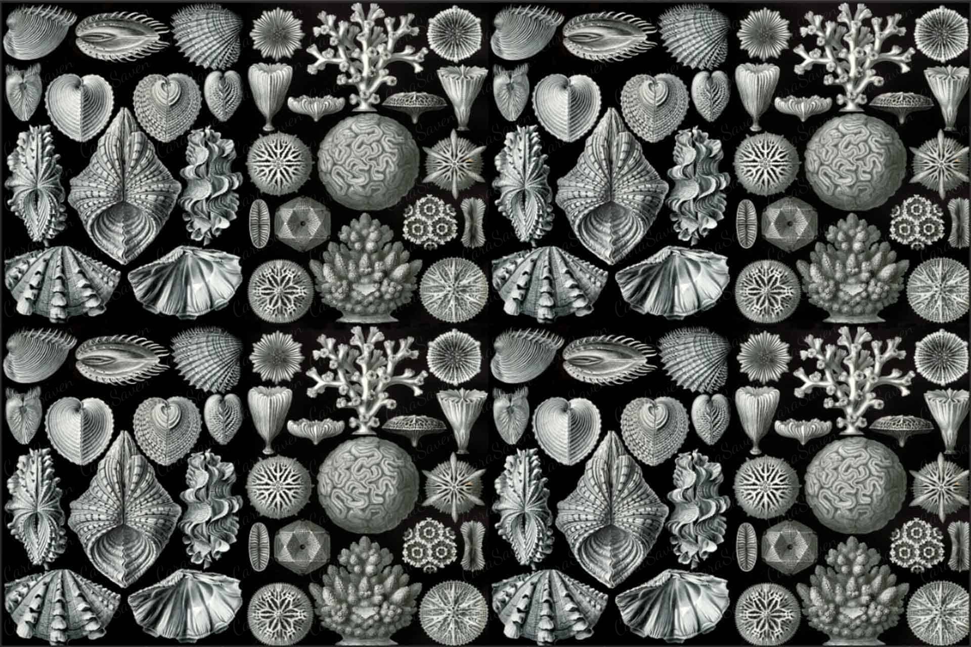 Secret Shells