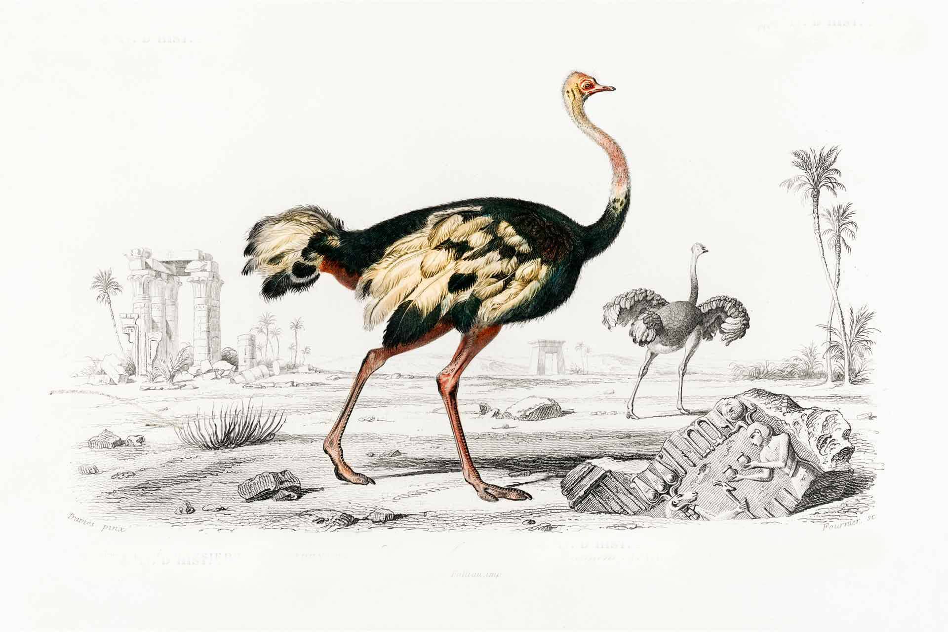 Shake Your Tail Feather