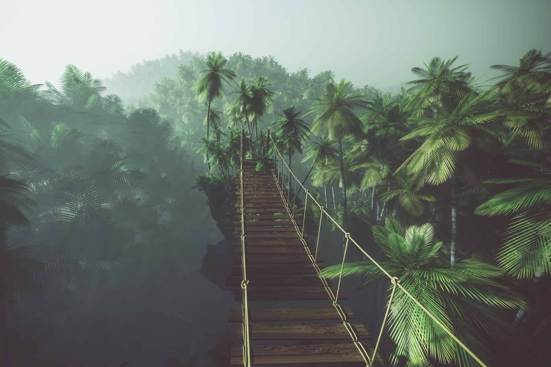 Treetop Walkway