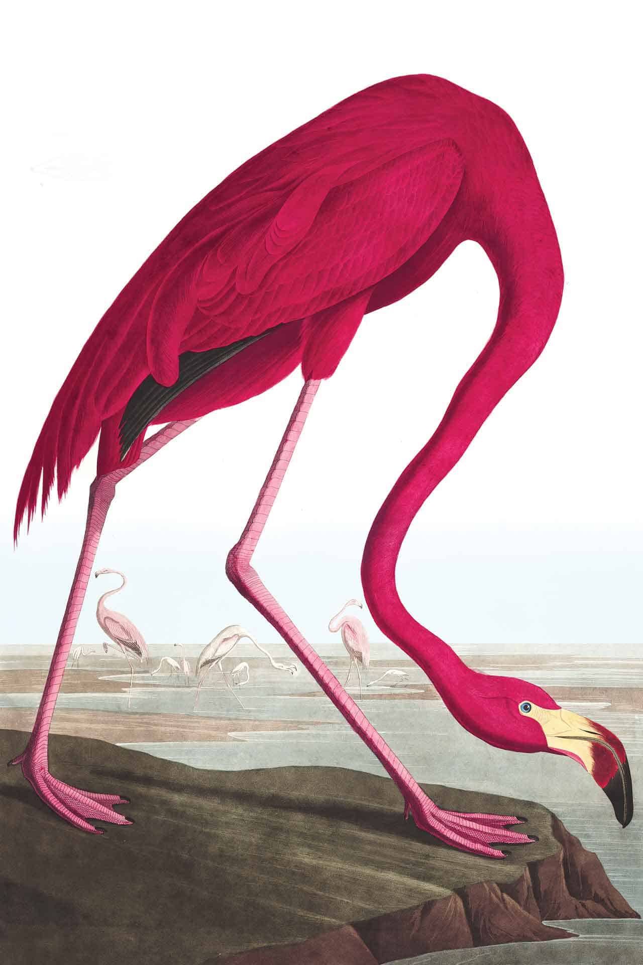 Vintage Flamingo