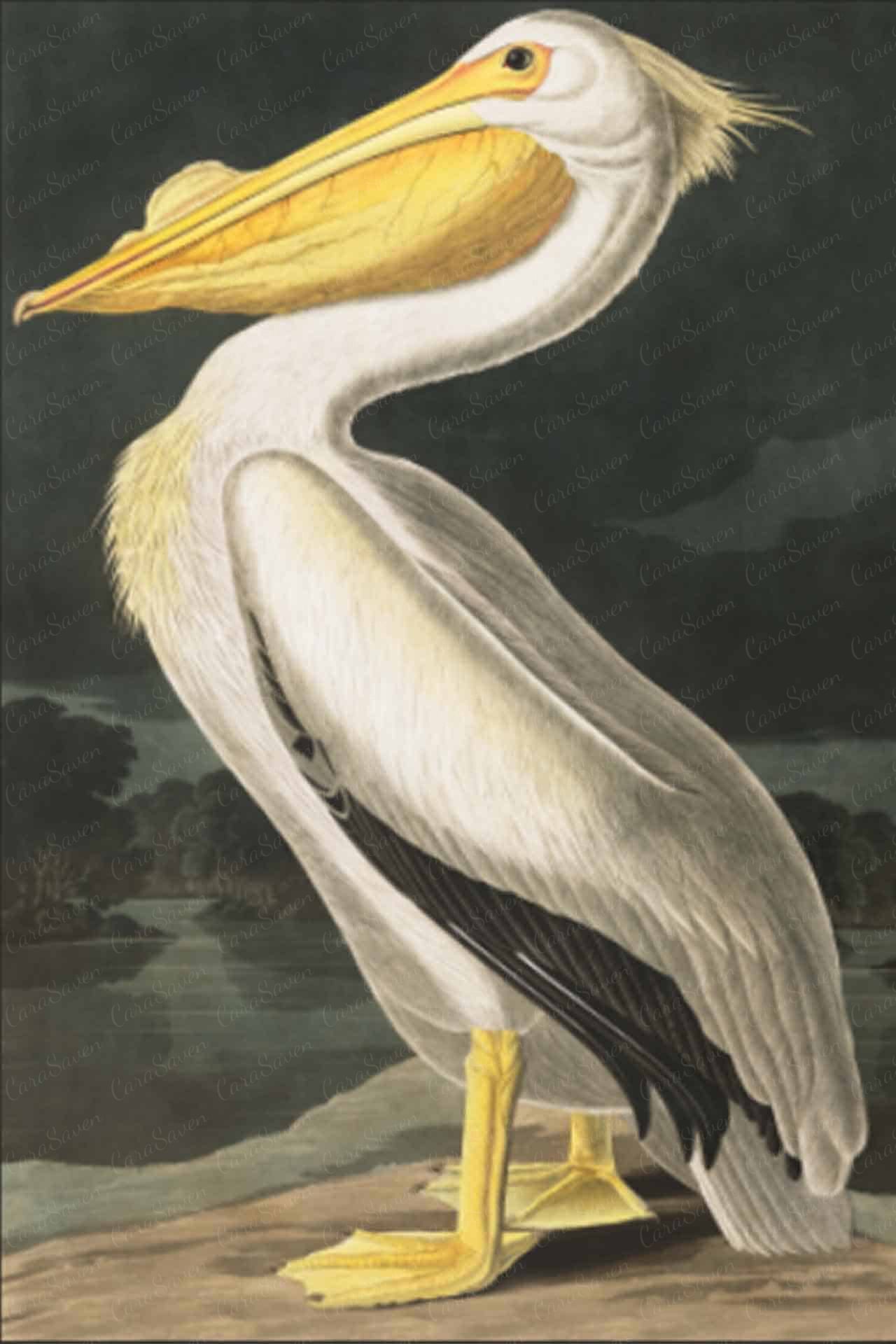 Vintage Pelican