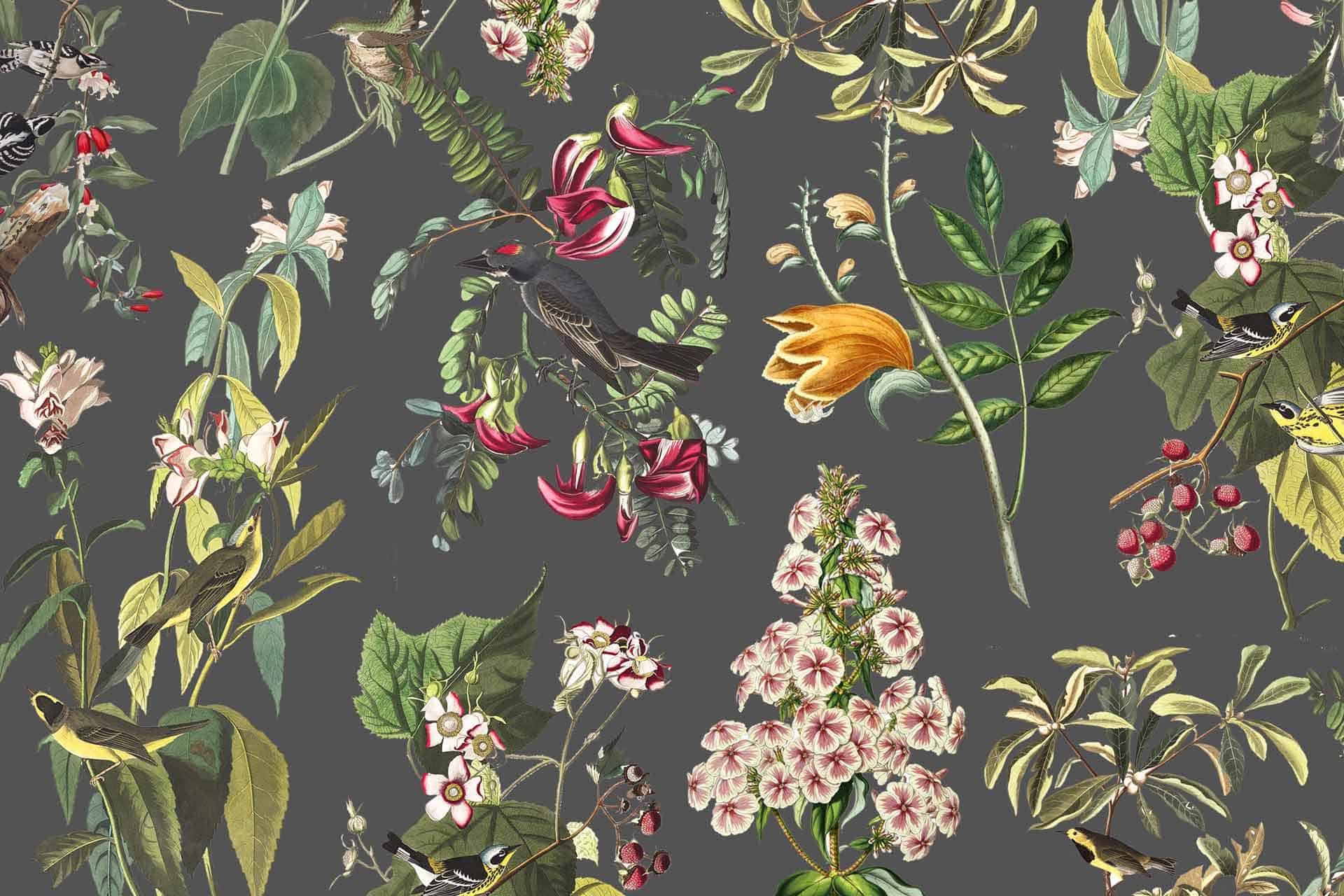 World of Birds
