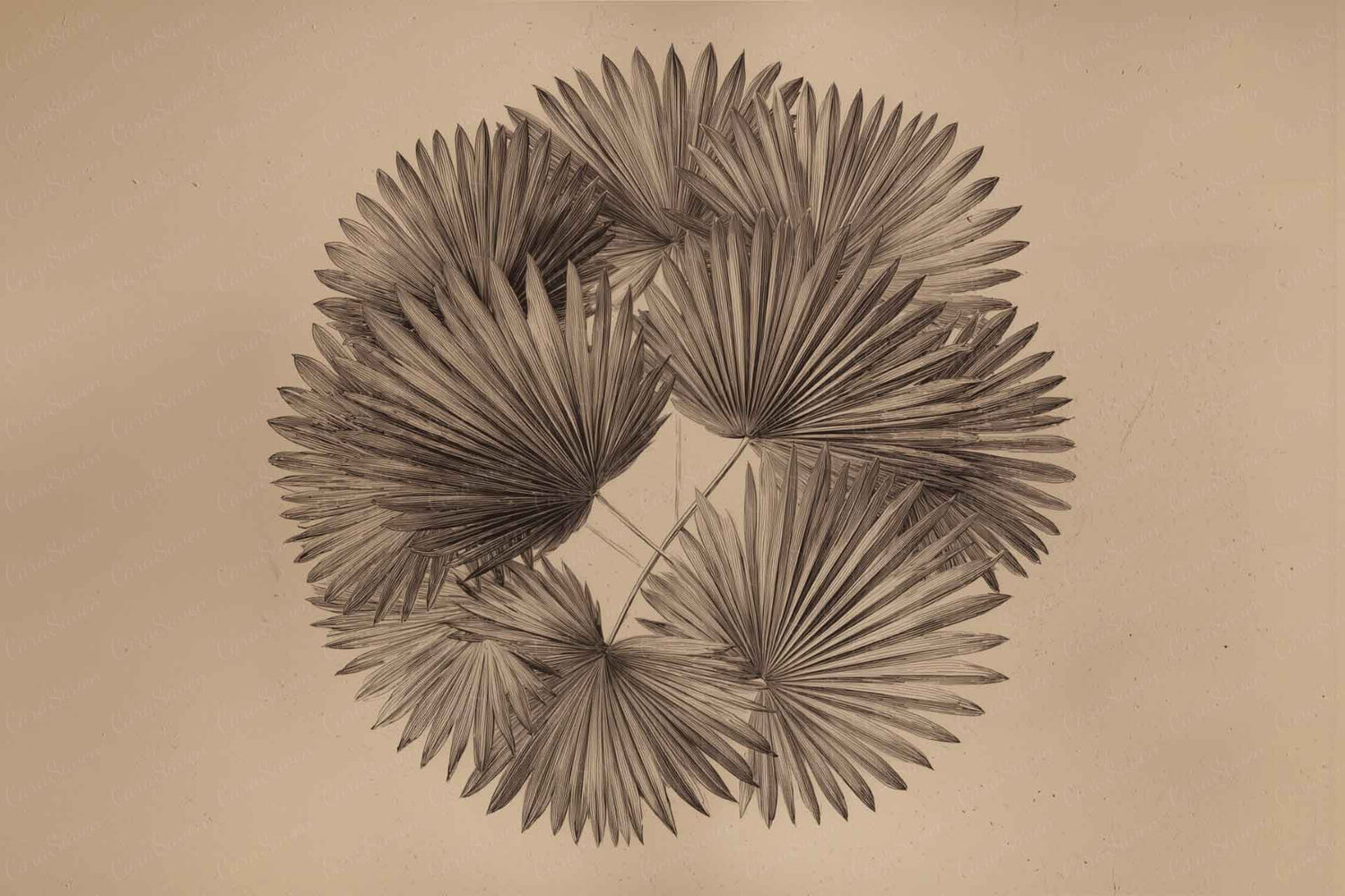 Palm Fantastic