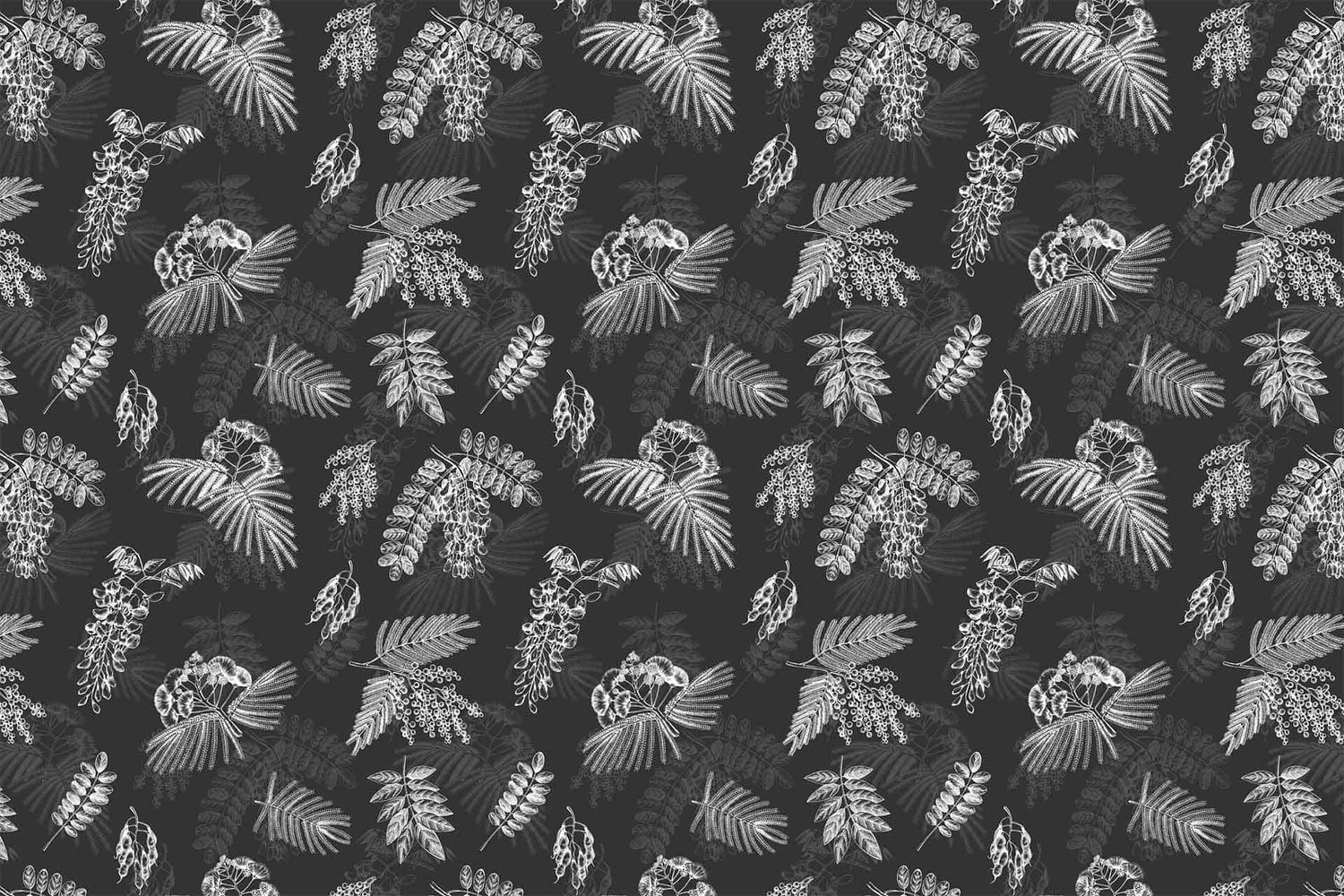 Acacia