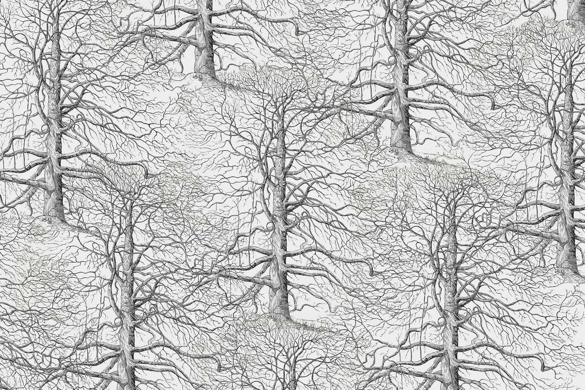 Ancient Trees
