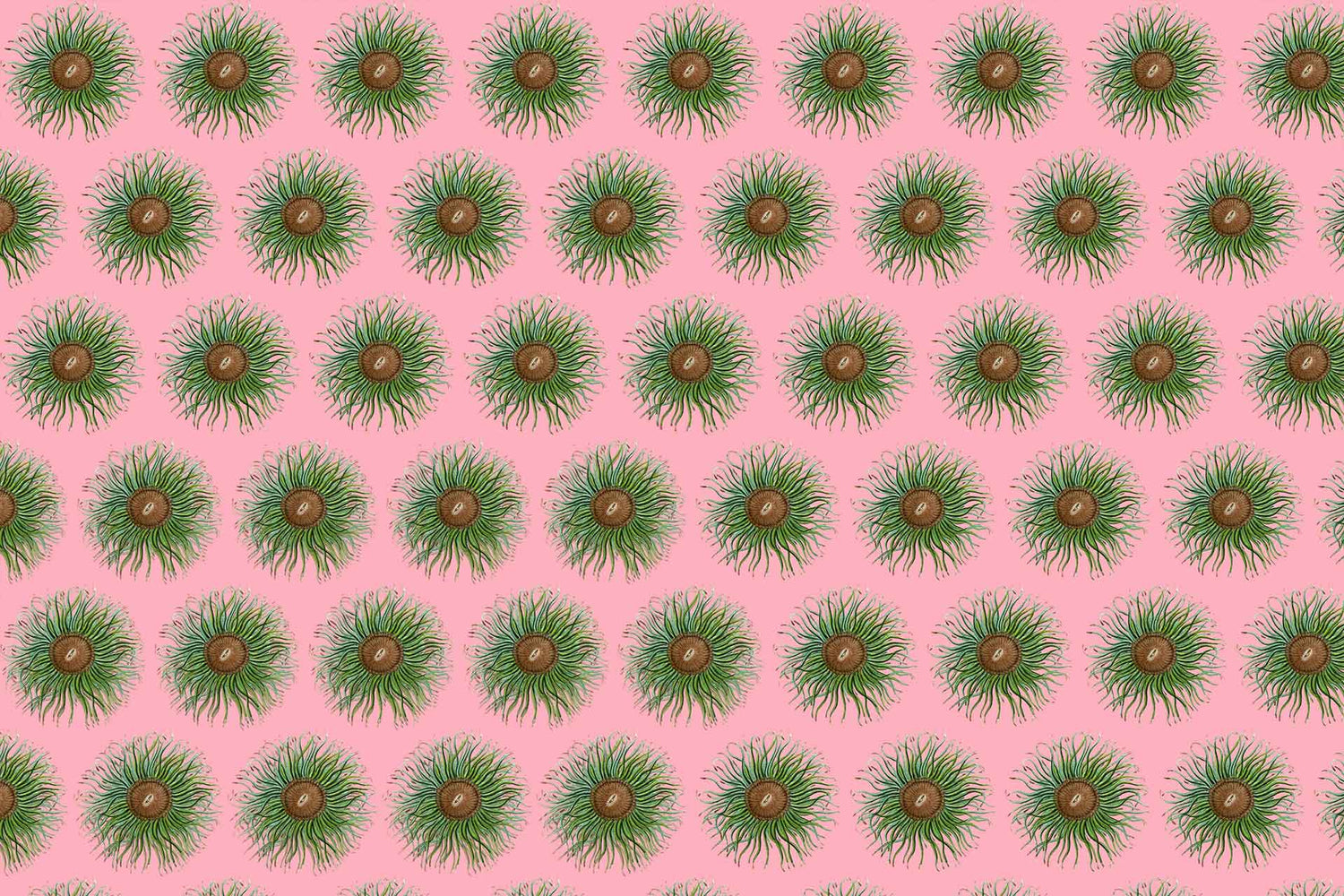 Anemone