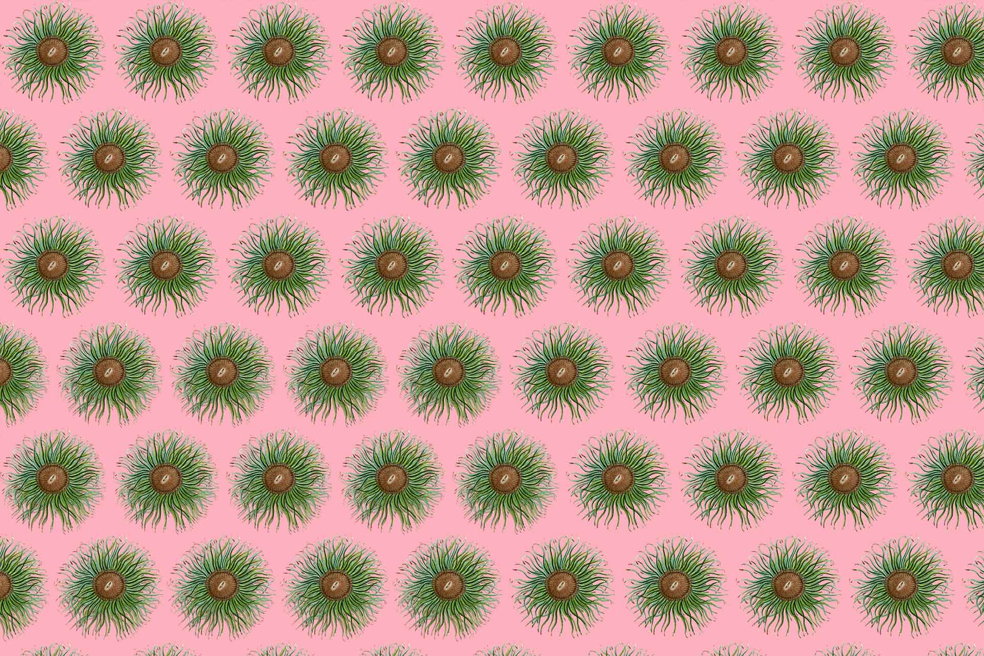 Anemone