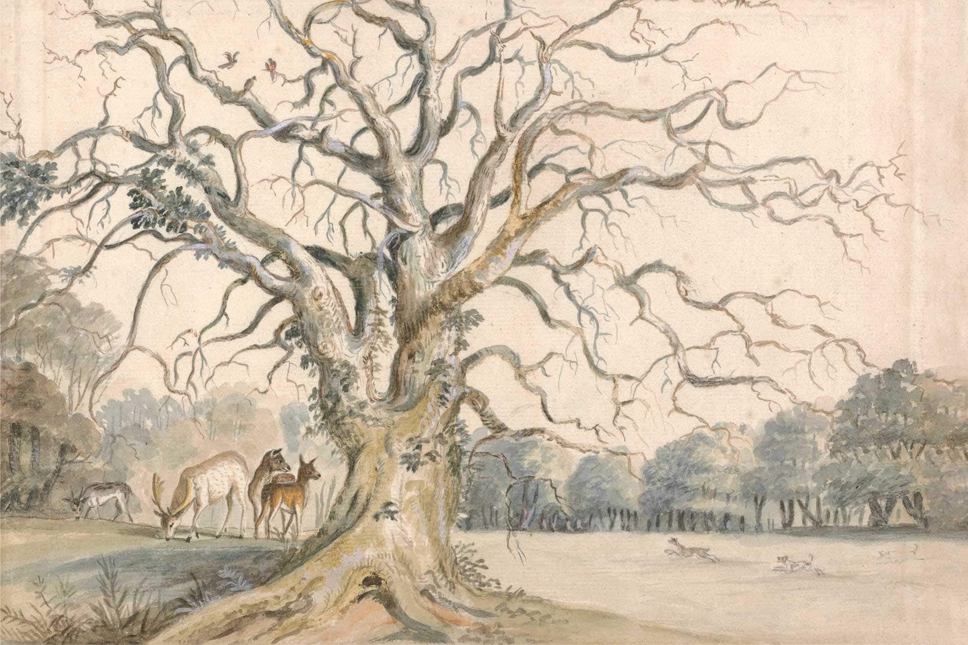 Bare Branches