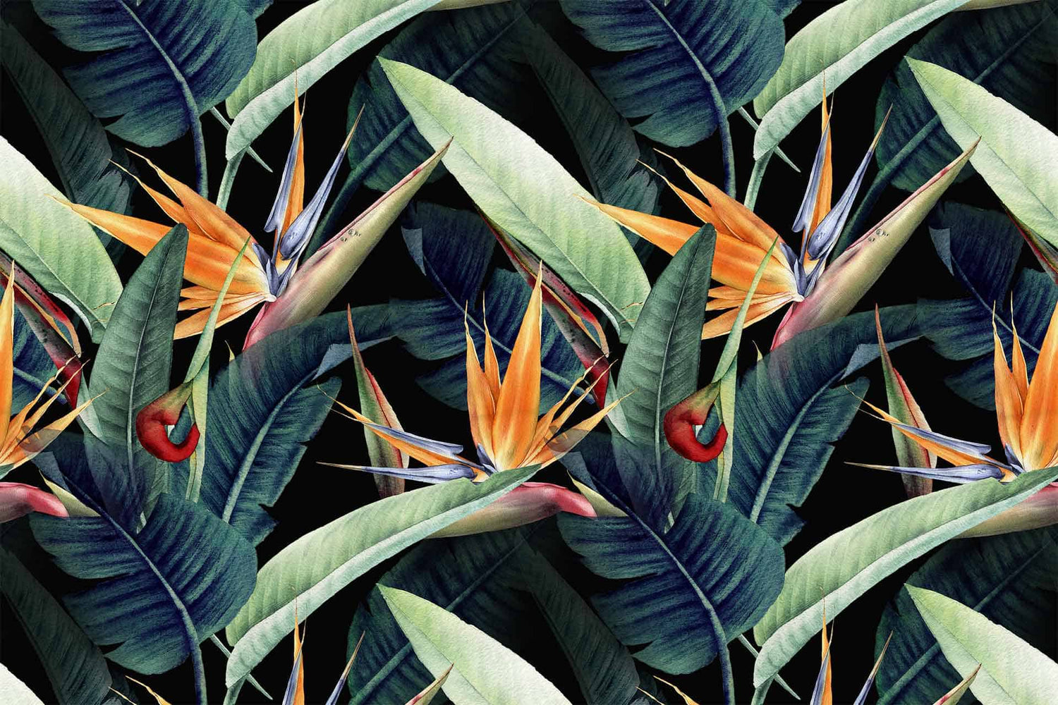 Birds Of Paradise