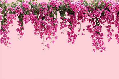 Bougainvillea Cascade
