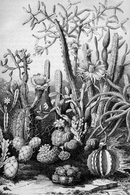 Cactus Garden