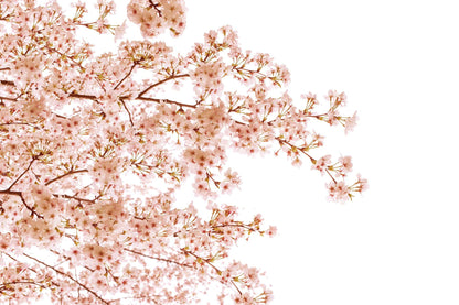 Cherry Tree