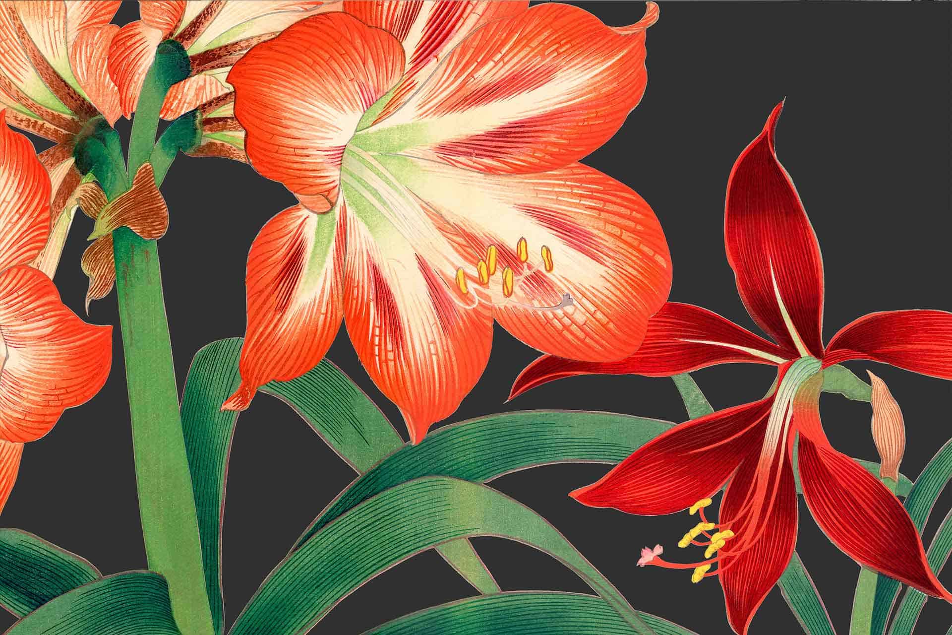 Clivia