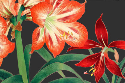 Clivia