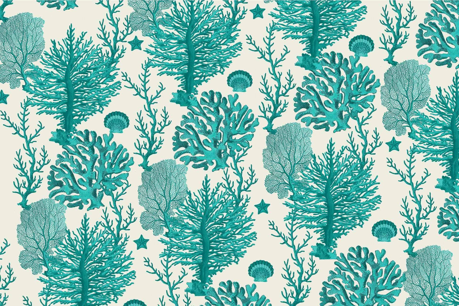 Coral C