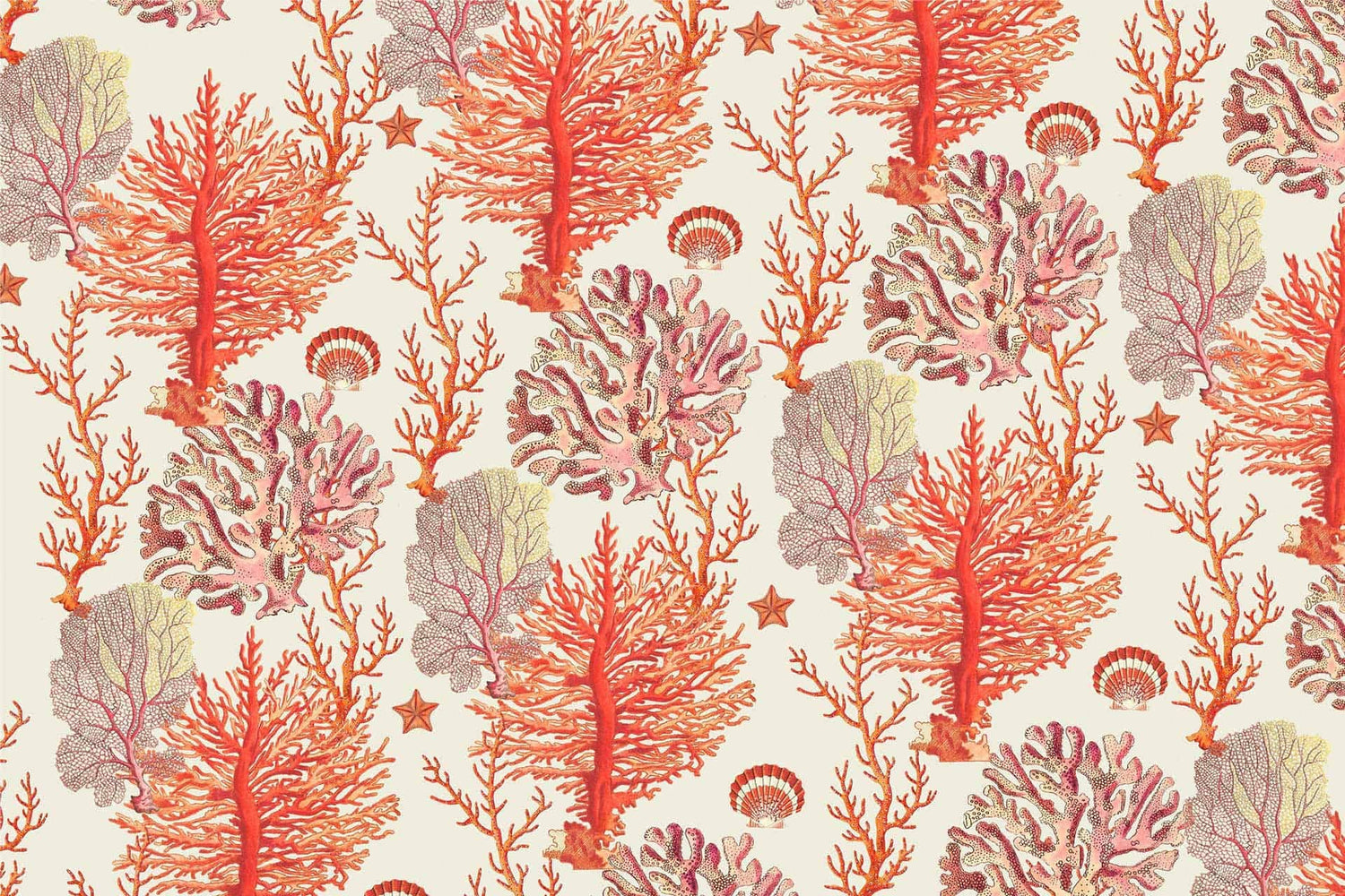 Coral C