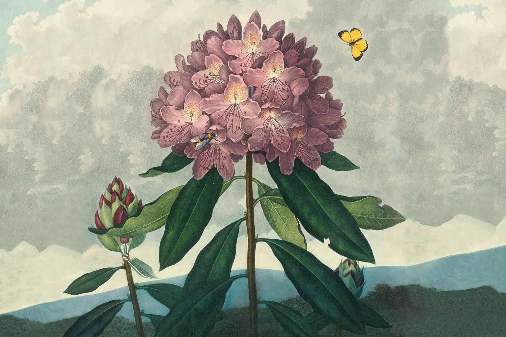 Darling Buds of May